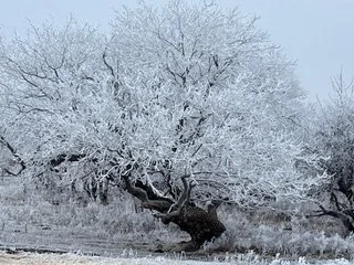 A tall tree covered with snow in a black and white photo.