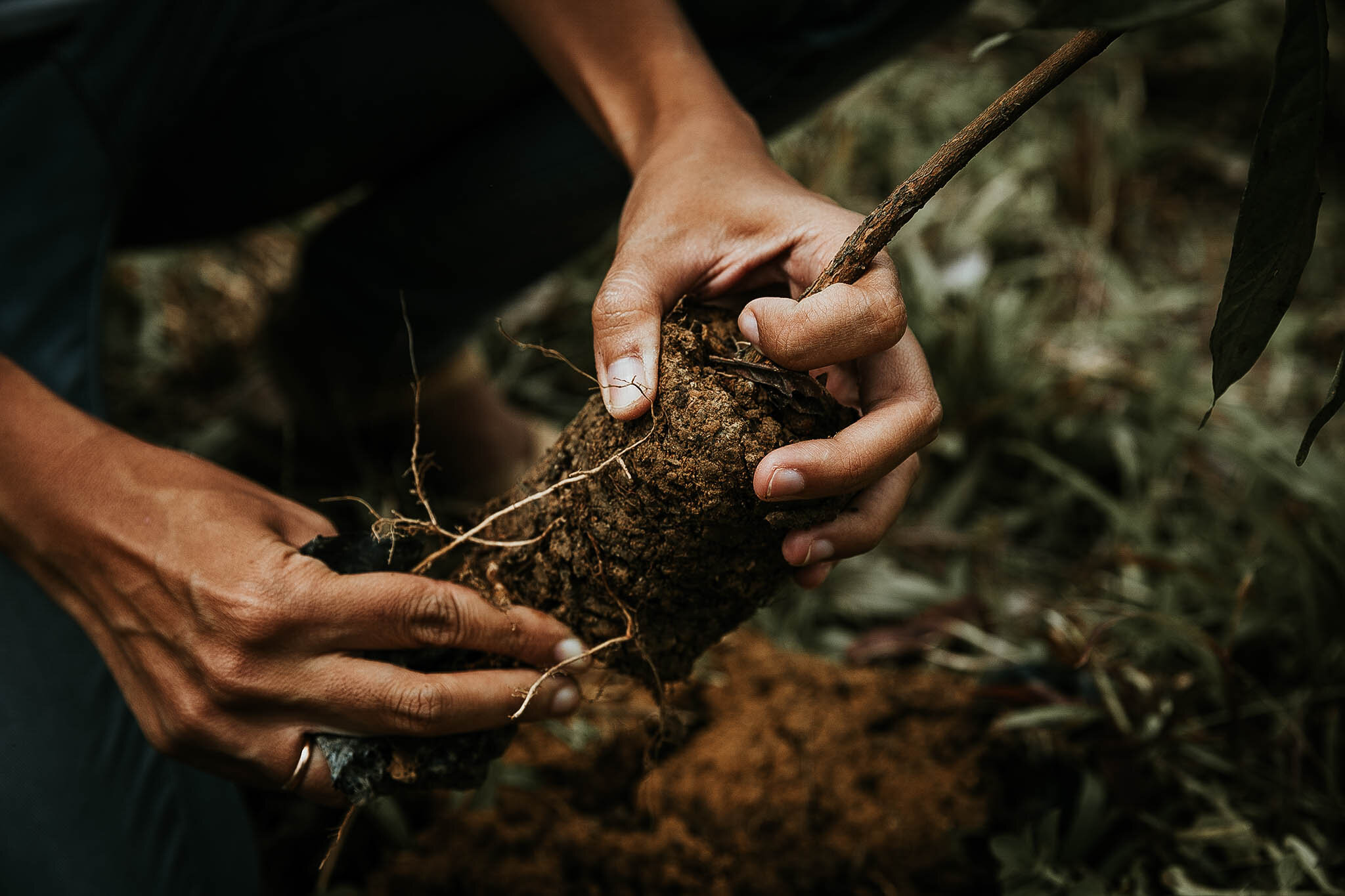 Hands_Tree_Closeup-2.jpg