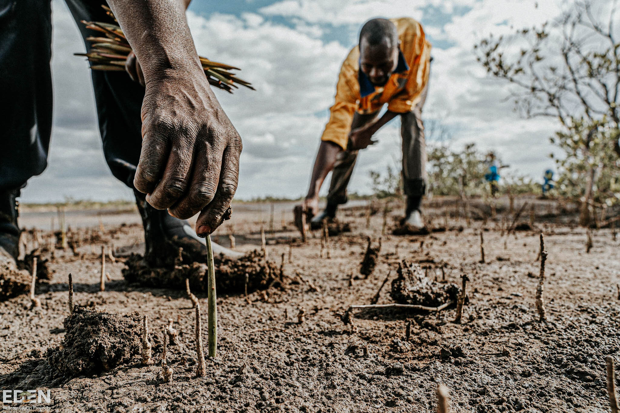 The mangroves that are being planted in Maputo Mozambique are vital to the health, and safety of the area.jpg