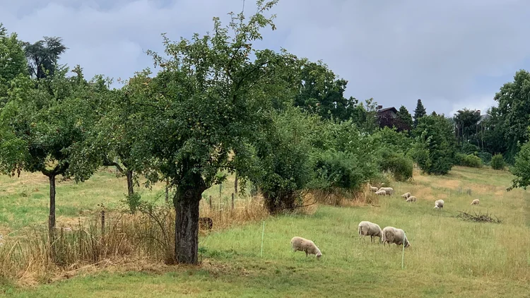 Ernte 23 🍏 — Alles im grünen Bereich