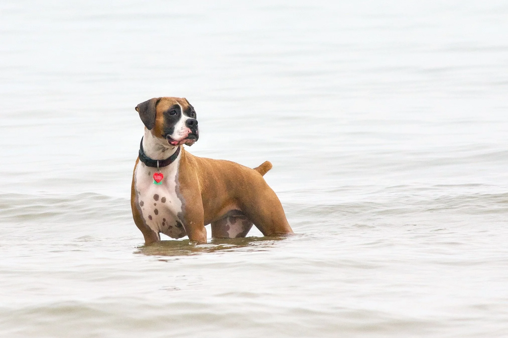 20070827_LawrenceDogBeach-73.jpeg