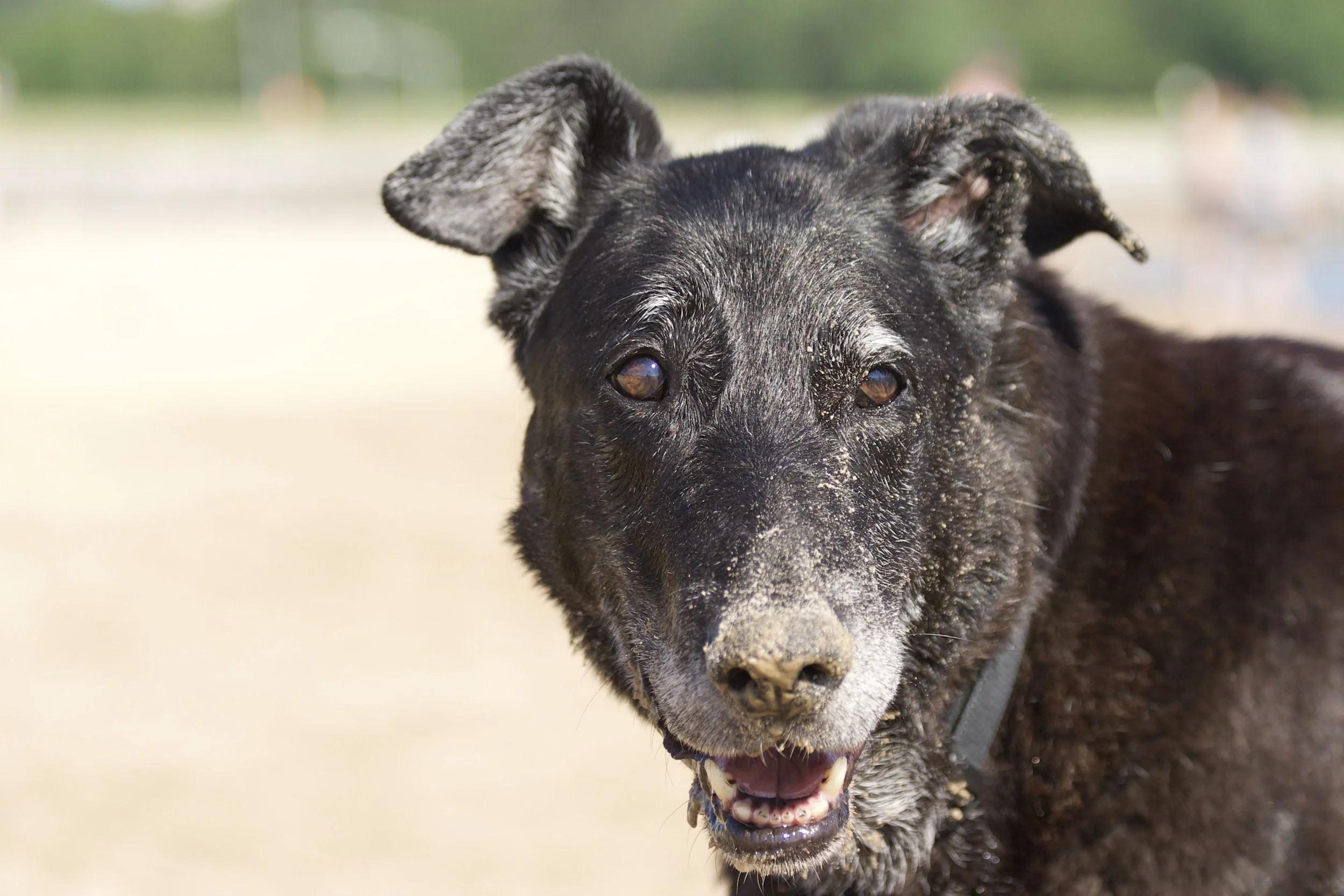 20070707_DogPark-94.jpeg