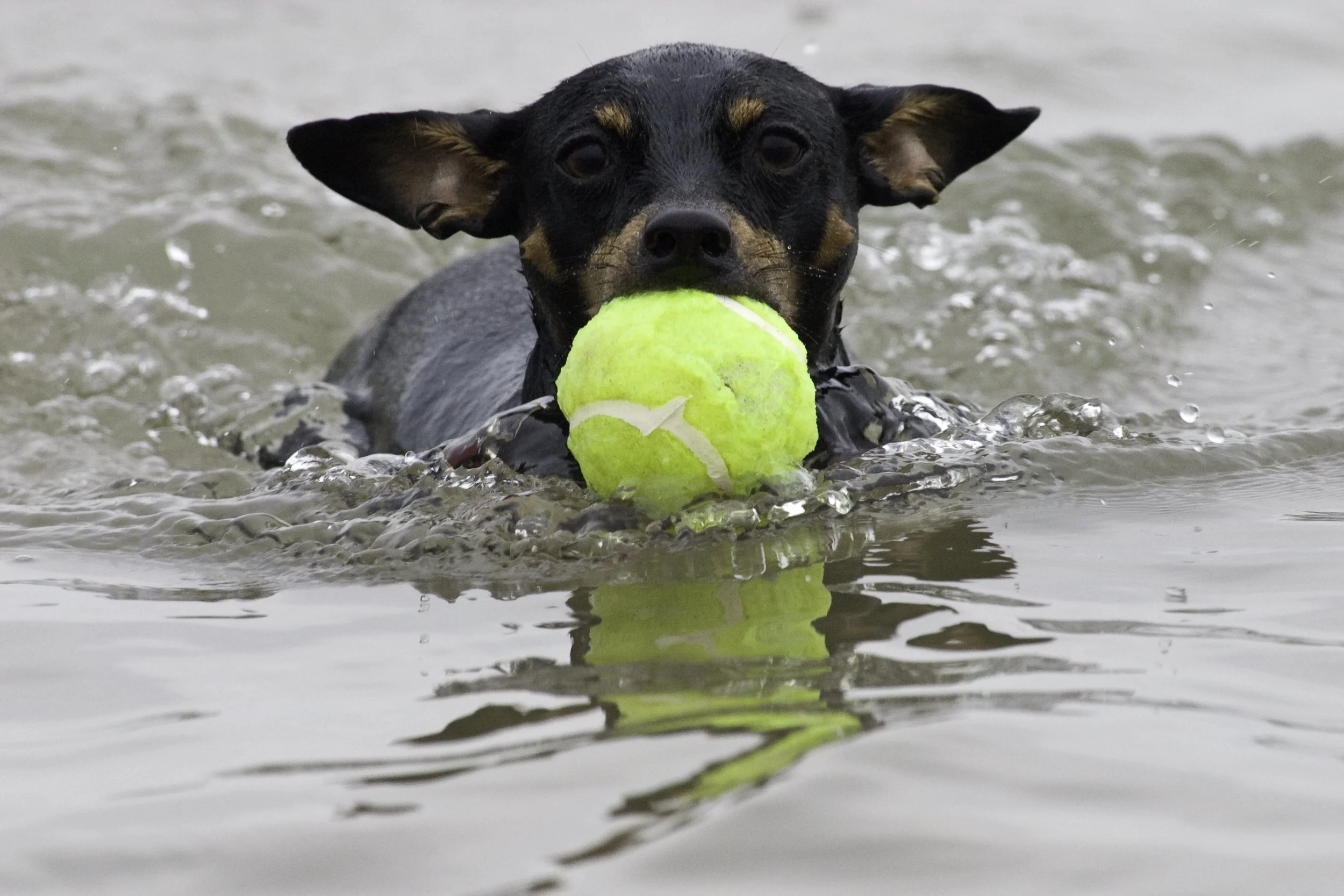 20070827_LawrenceDogBeach-86-Edit 2.jpeg