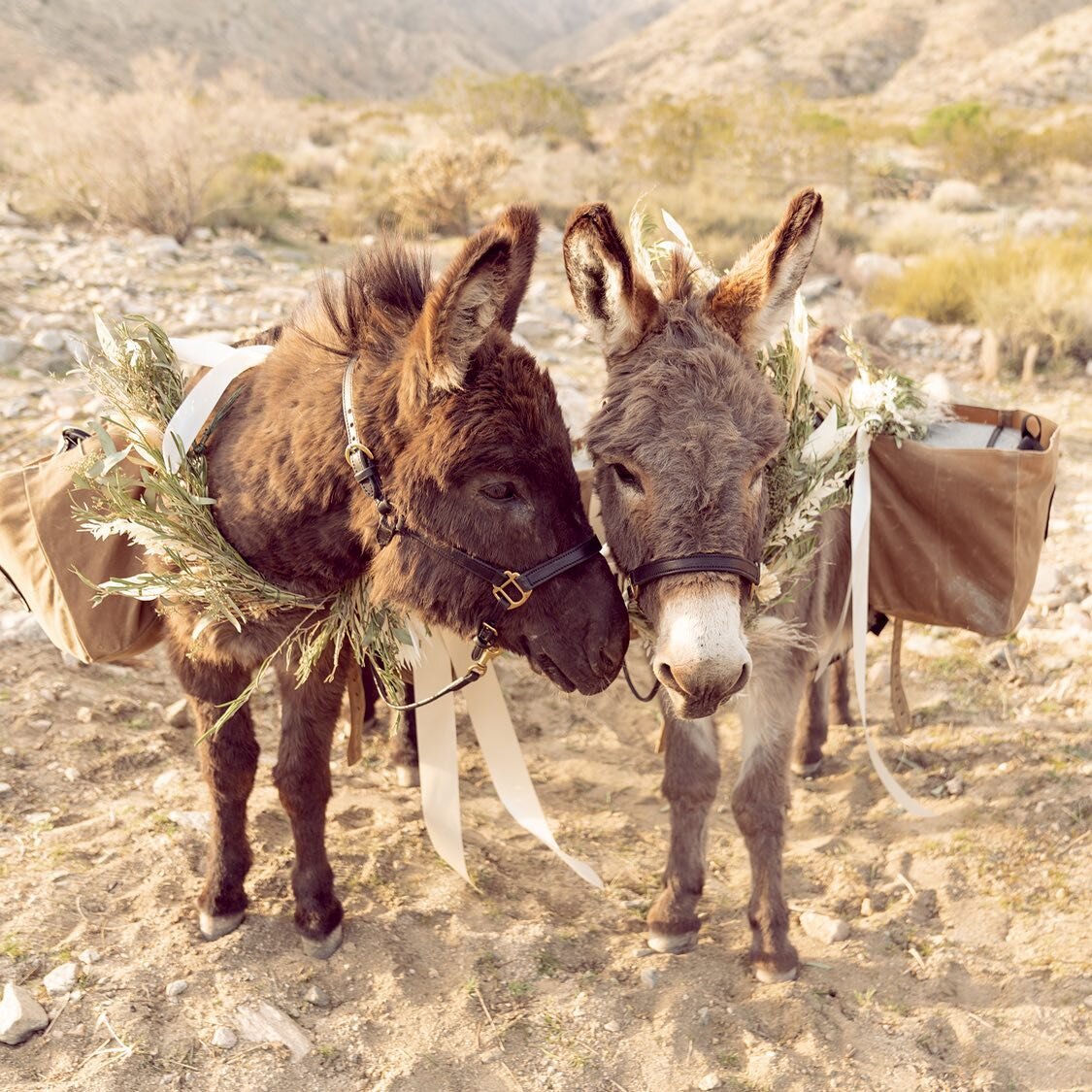 Our two little rescue Burros are the best burros! Ranger and Alfalfa strap on their cute saddlebags and they serve your guests beers, booch and bevs with cuteness and love.  You and your guests are going to love them as much as we do! 🤍

We also cre