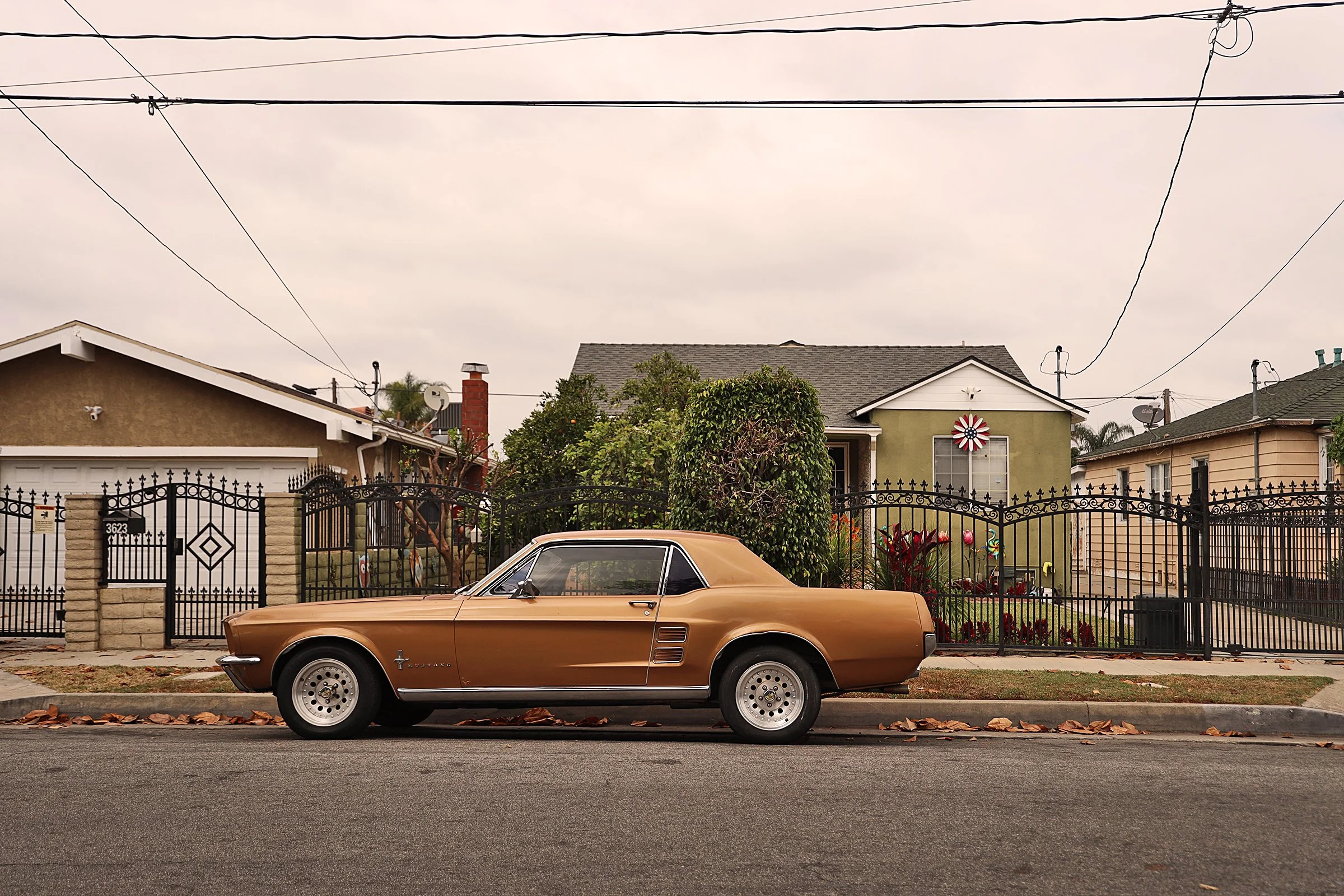 Mustang, Los Angeles, CA 2024
