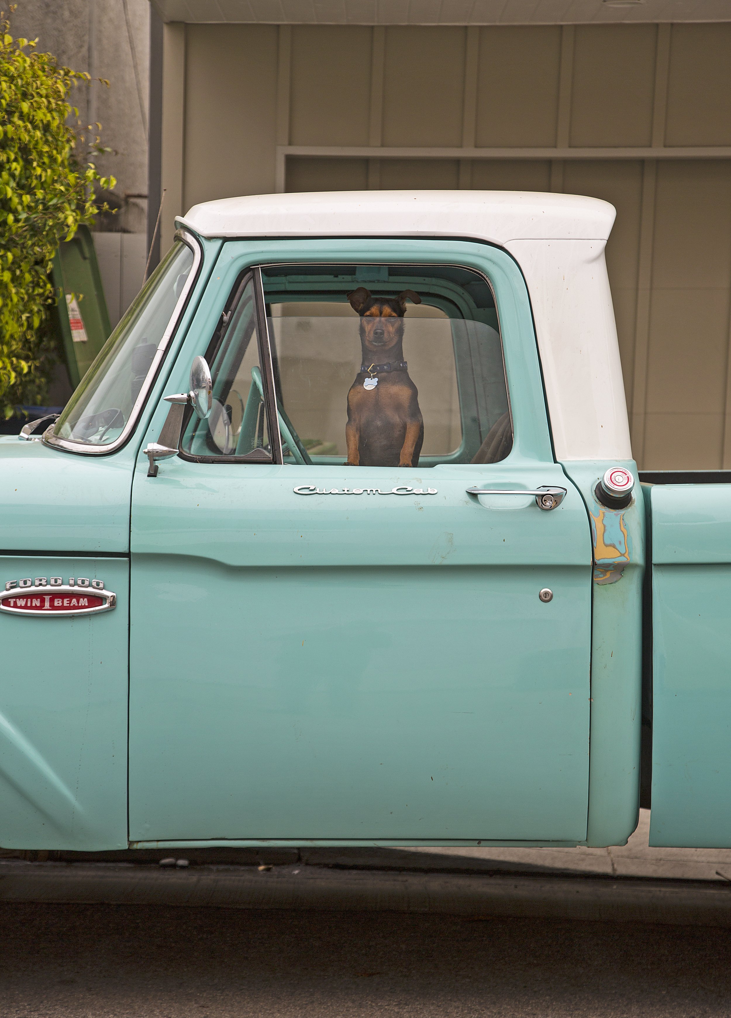 Dog_truck_Venice_EXPO.jpg