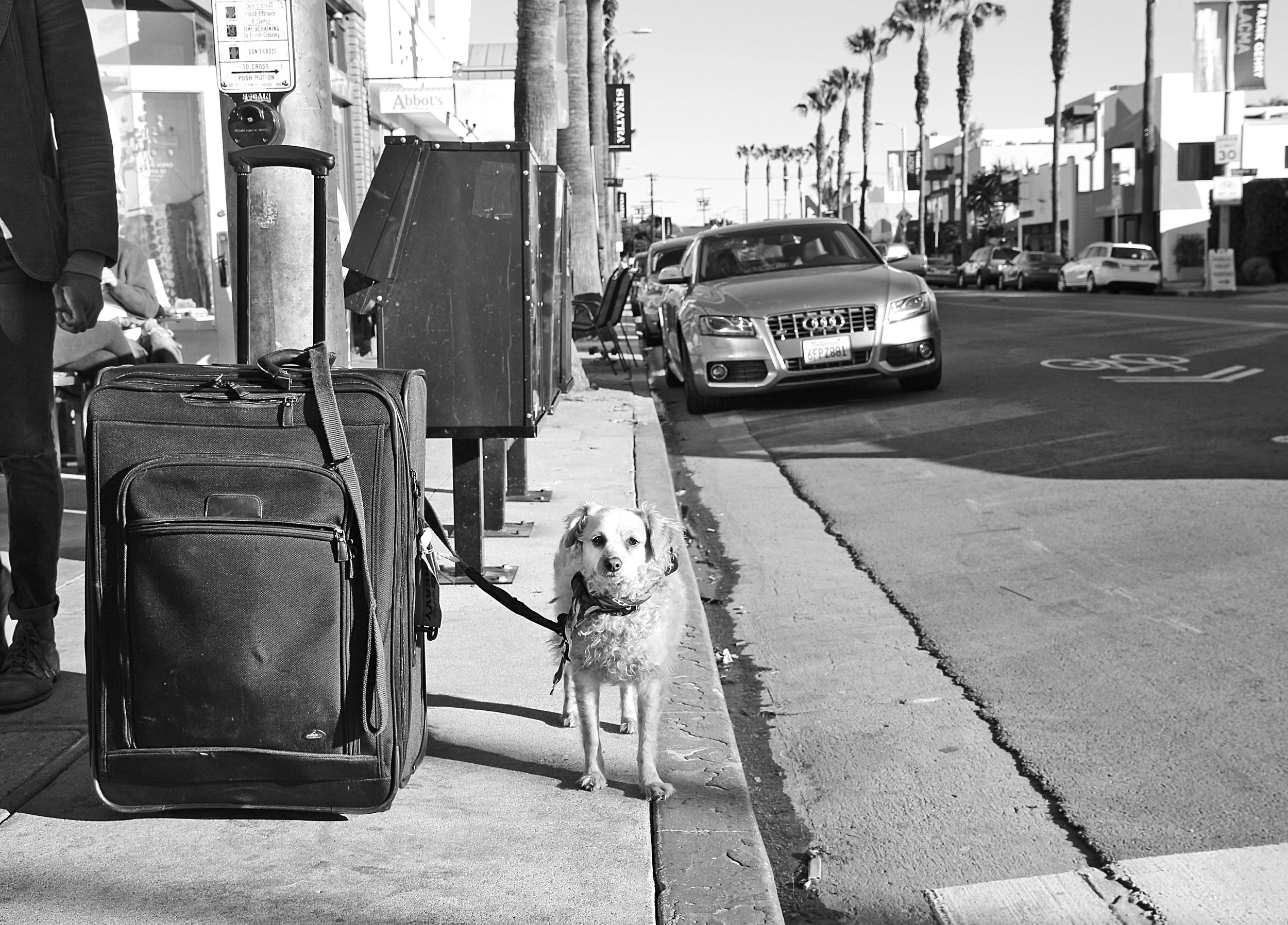 Dog_Abbott_Kinney_EXPO.jpg
