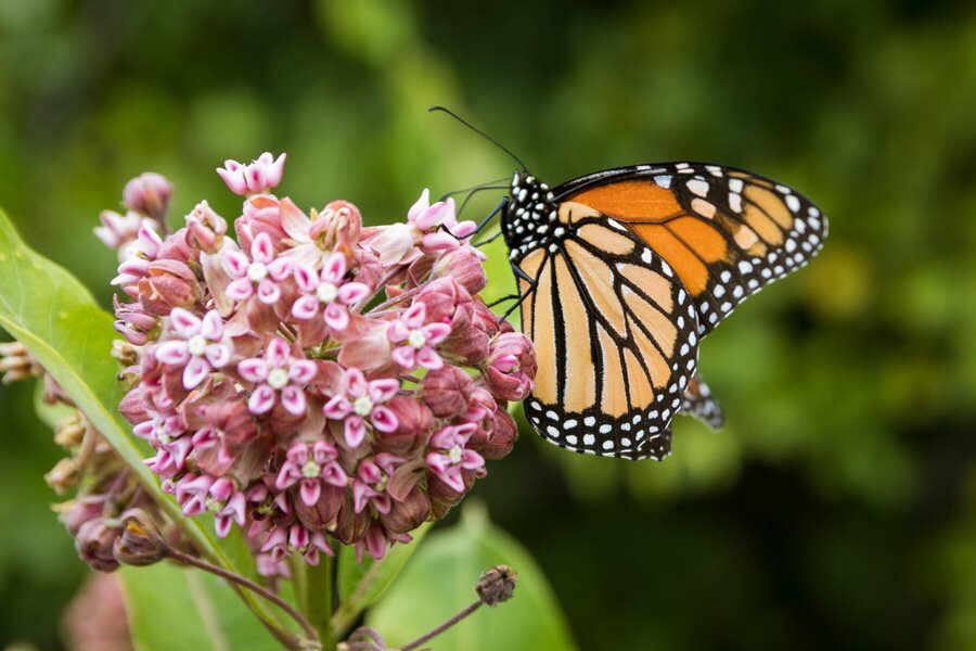 milkweed-plant-monarch-butterfly-shutterstock-com_12623.jpg
