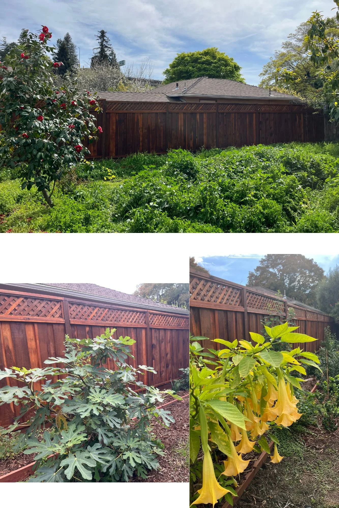Patton backyard - before & after