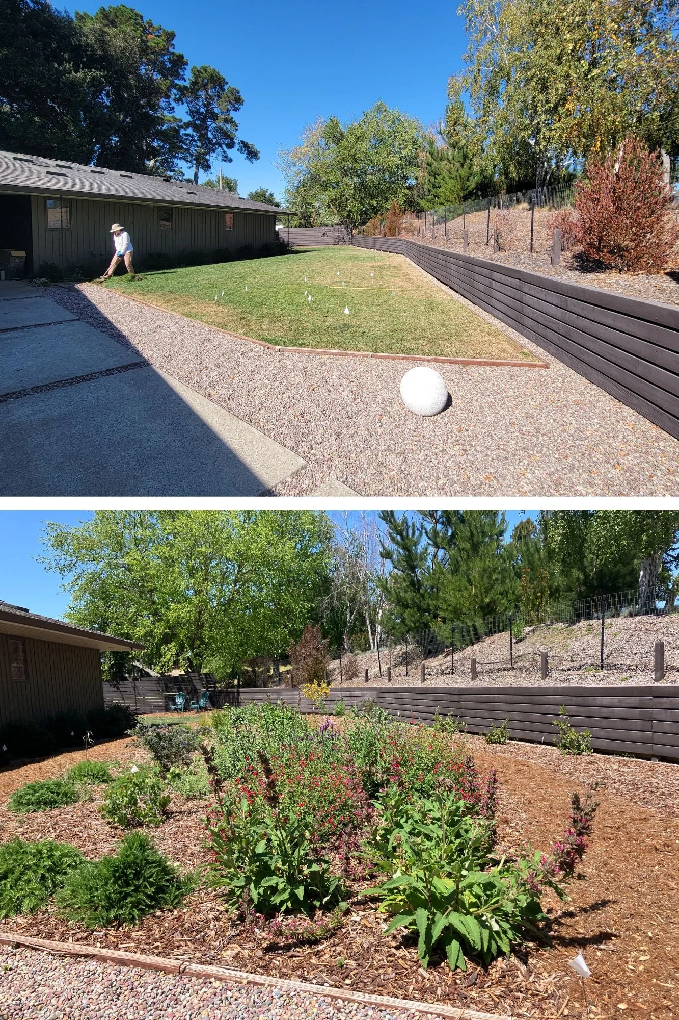 Orinda lawn conversion - before & after