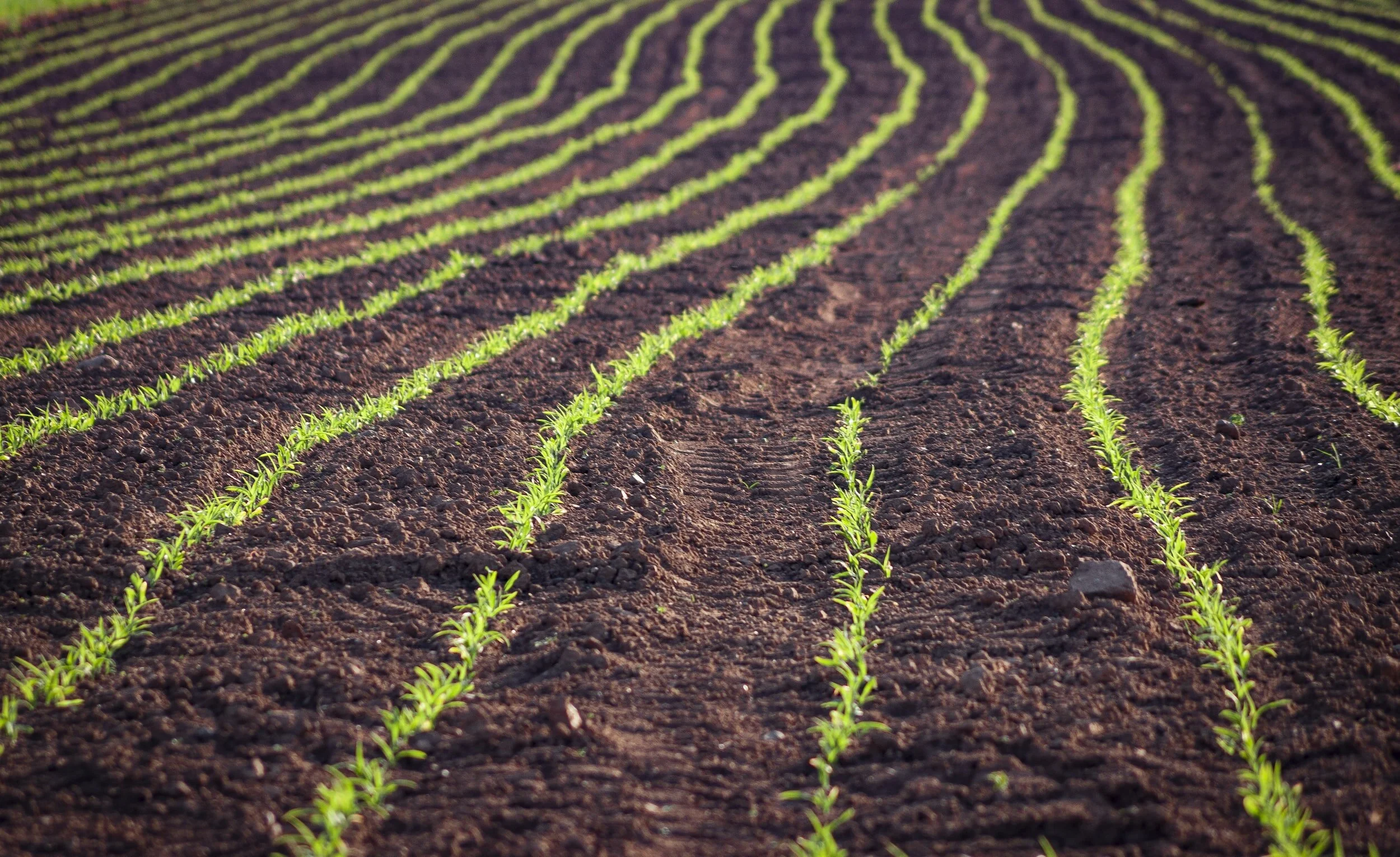 The Crucial Role of Soil Health in Agricultural 