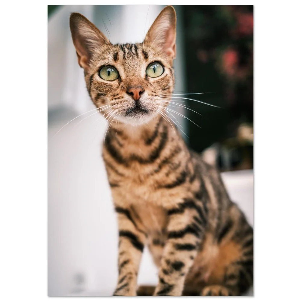 tmp-3932-99w9B93hNk3J