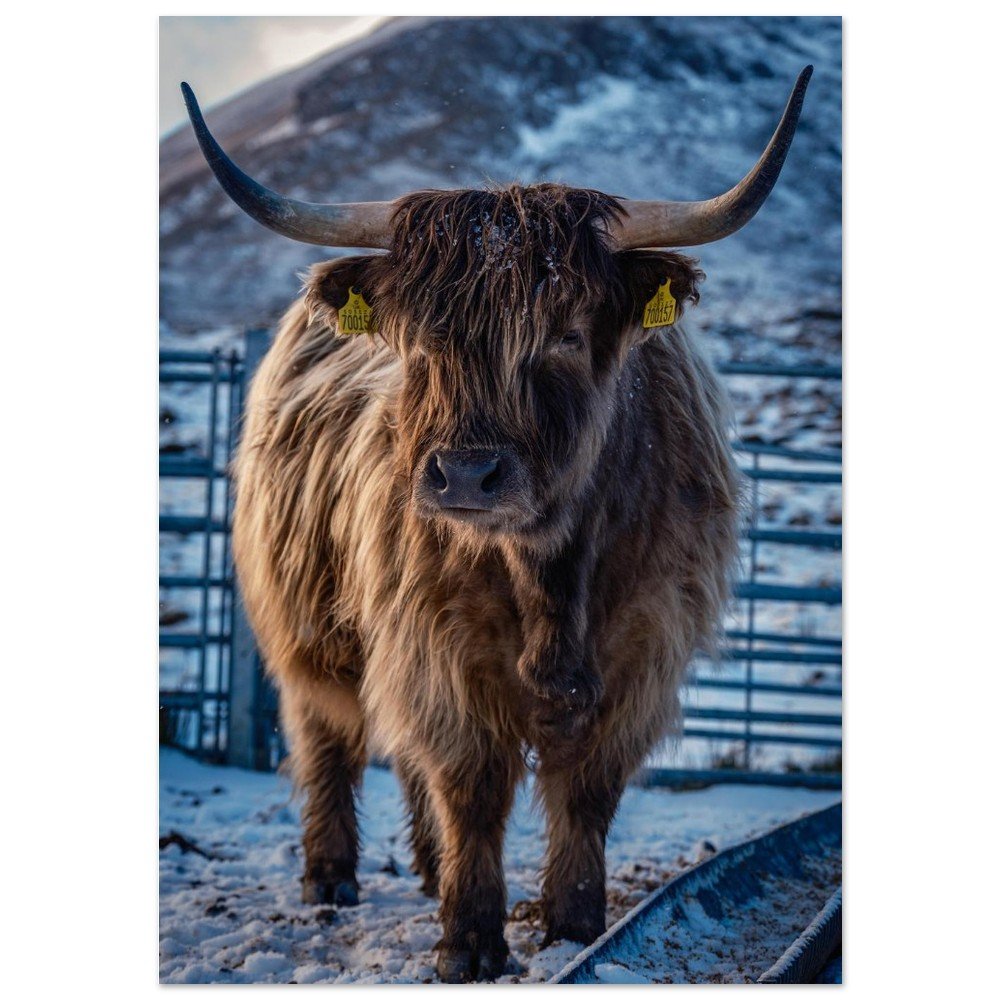 Highland Coo - Fine Art Poster A3