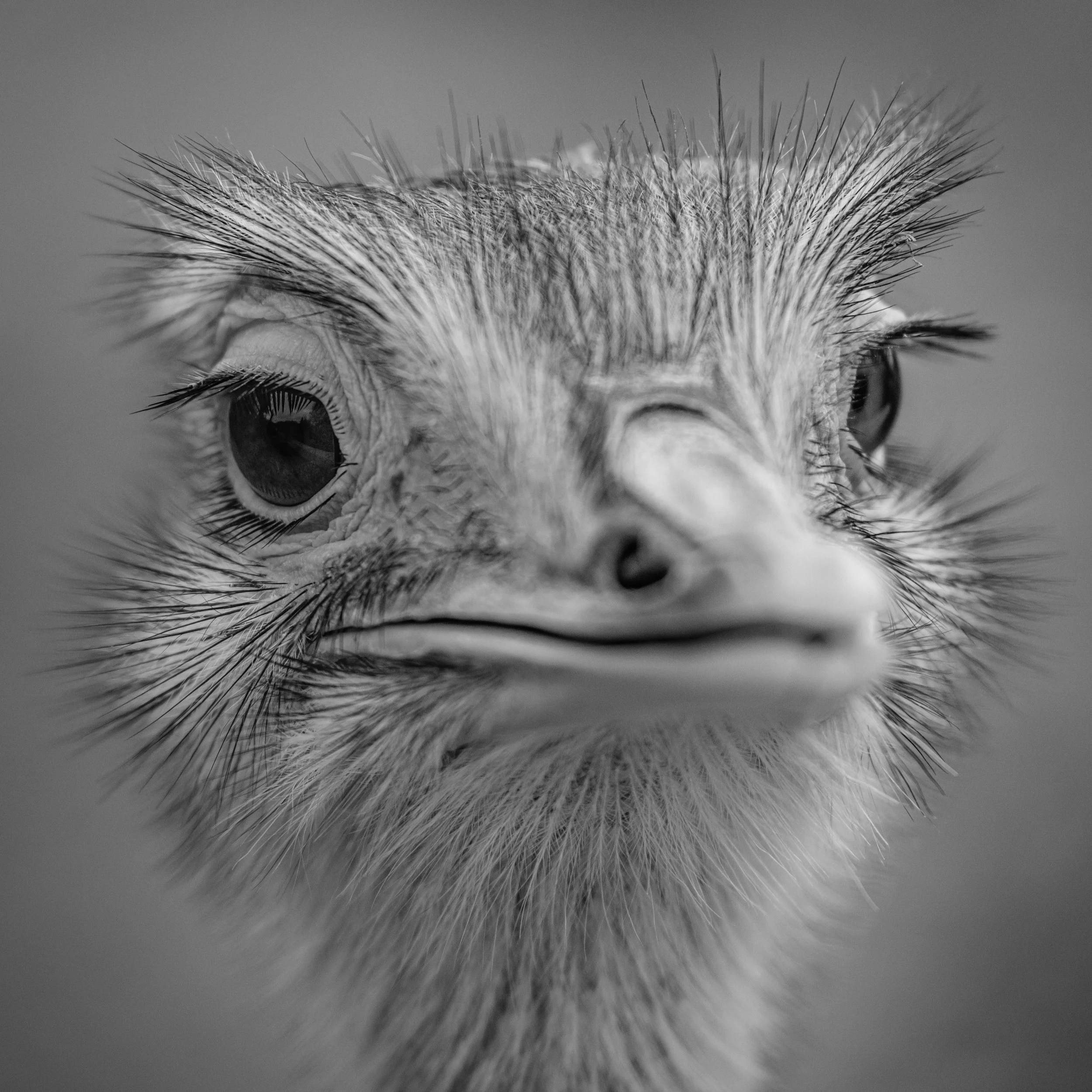 Day 6 - Frozen Lochs and Unexpected Emus: A Winter Day in the West Highlands