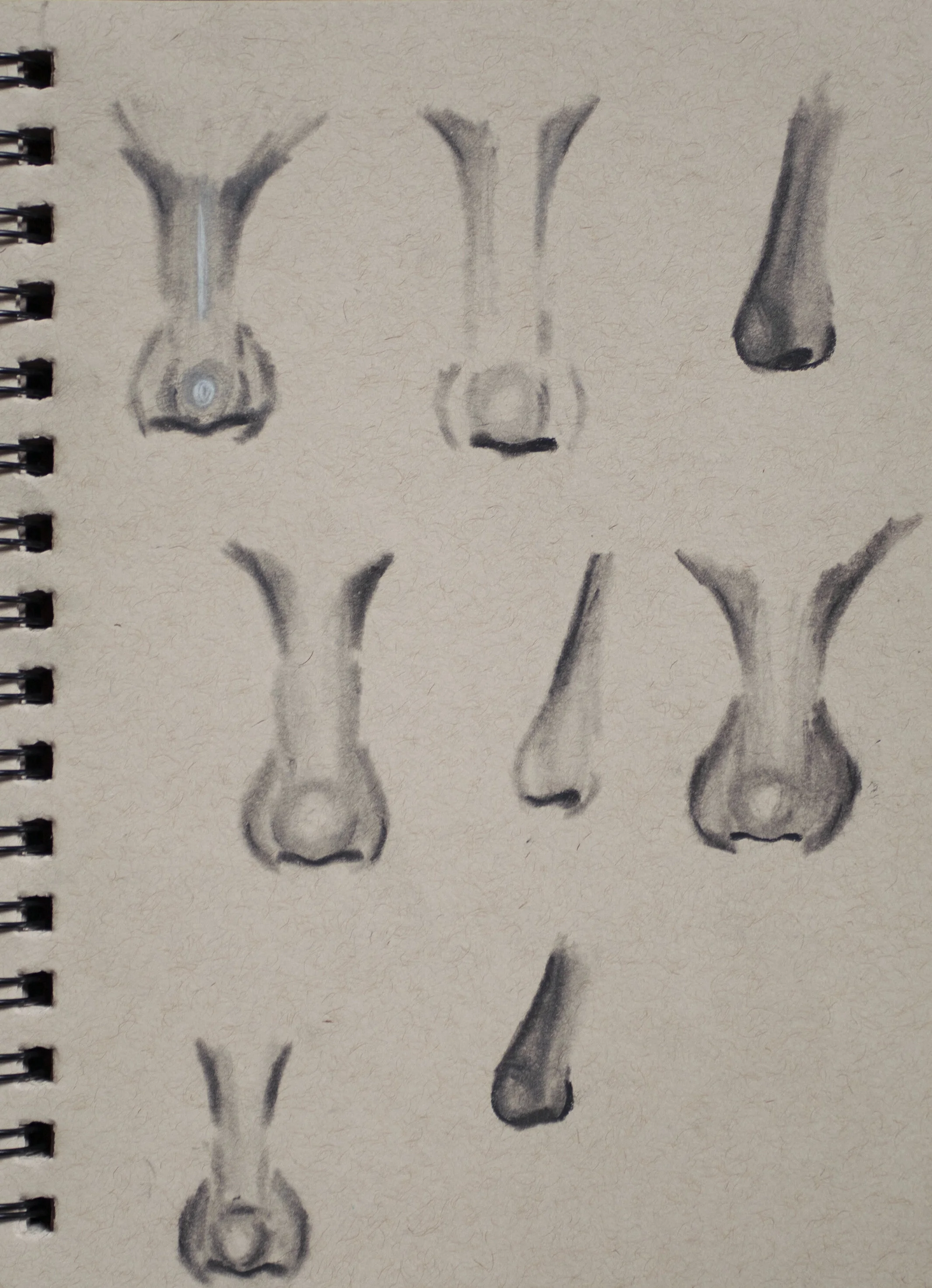 noses.jpg