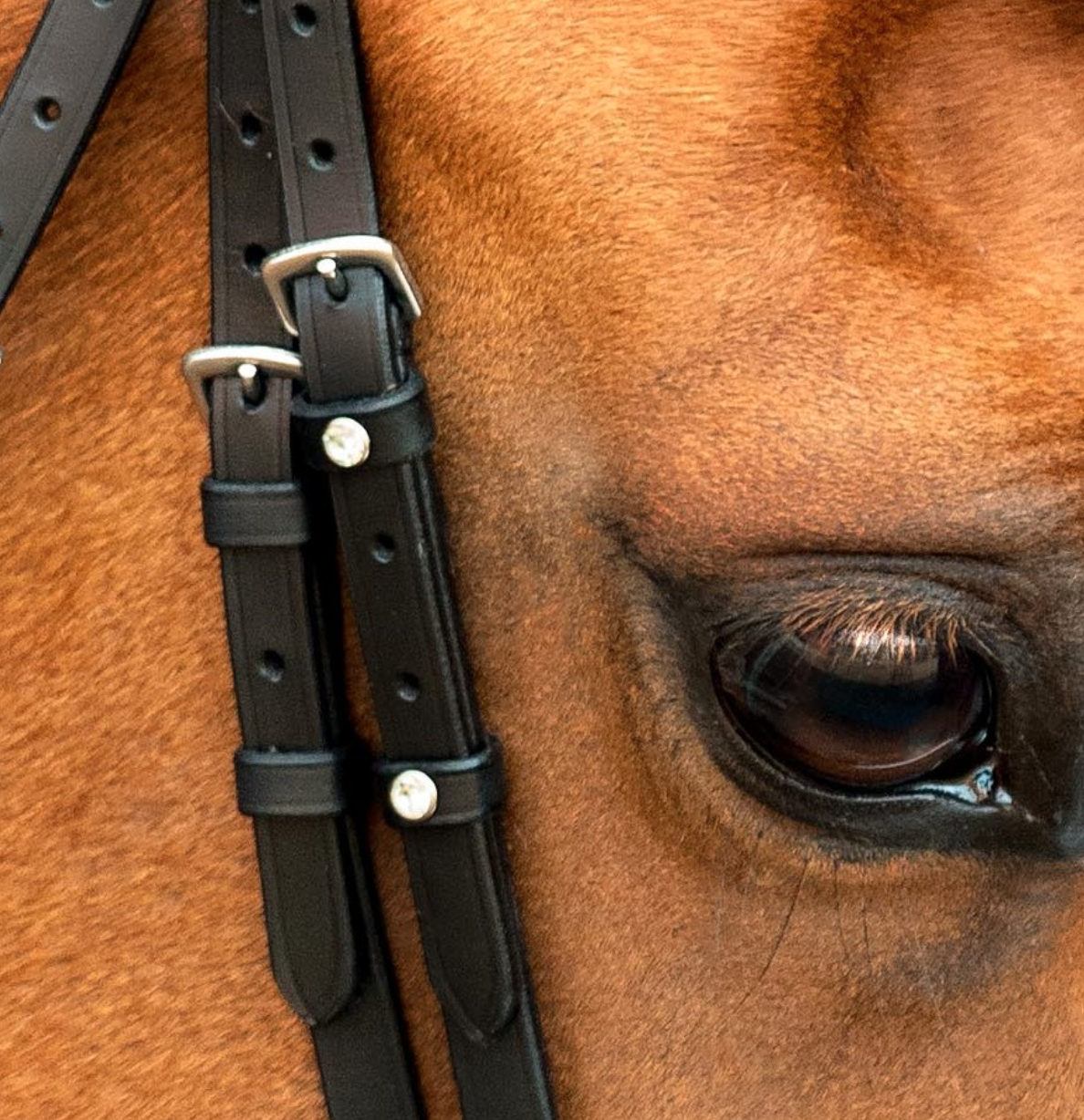 Capture d’écran 2026-03-01 à 22.59.23.png