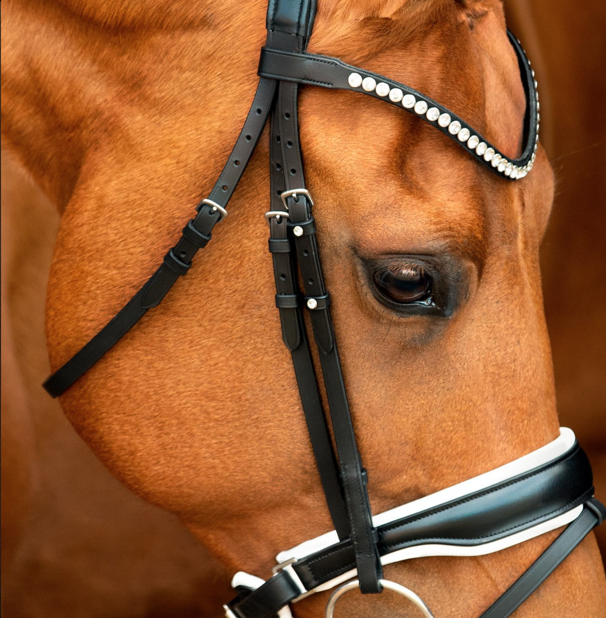 Capture d’écran 2026-03-01 à 22.59.06.png