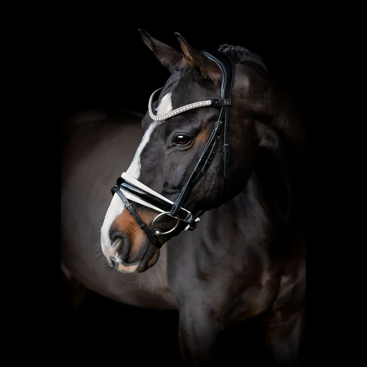 R-1289-SD-Olymbrio-browband4W.jpg