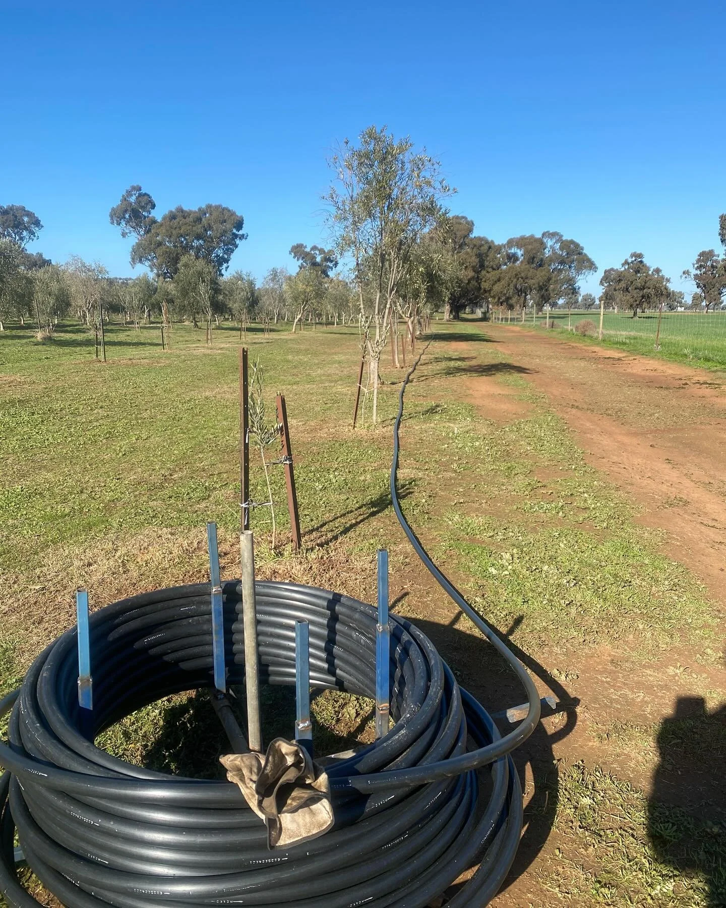 The start of a new watering system in a part of the olive grove