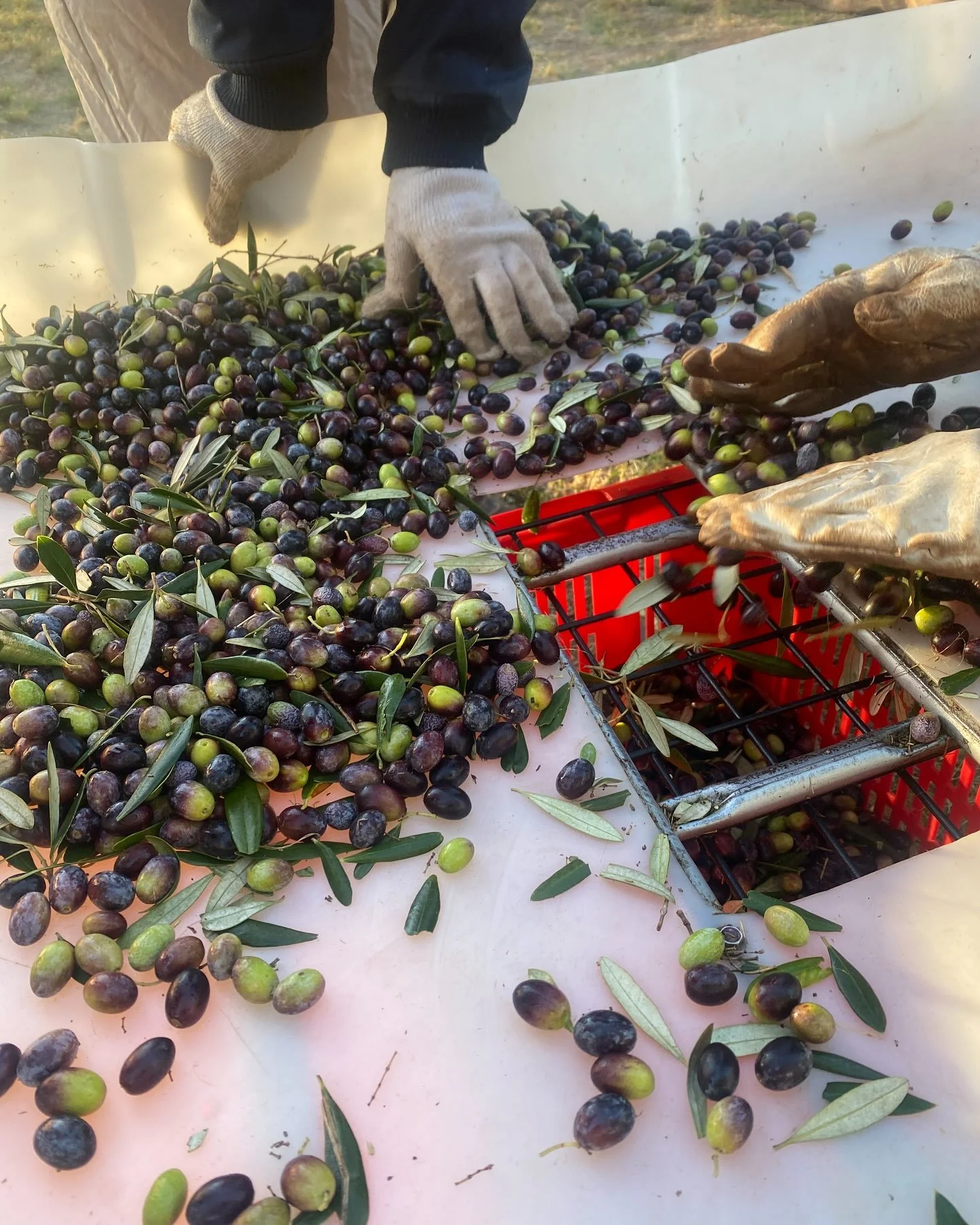 Beautiful day for picking olives 🫒