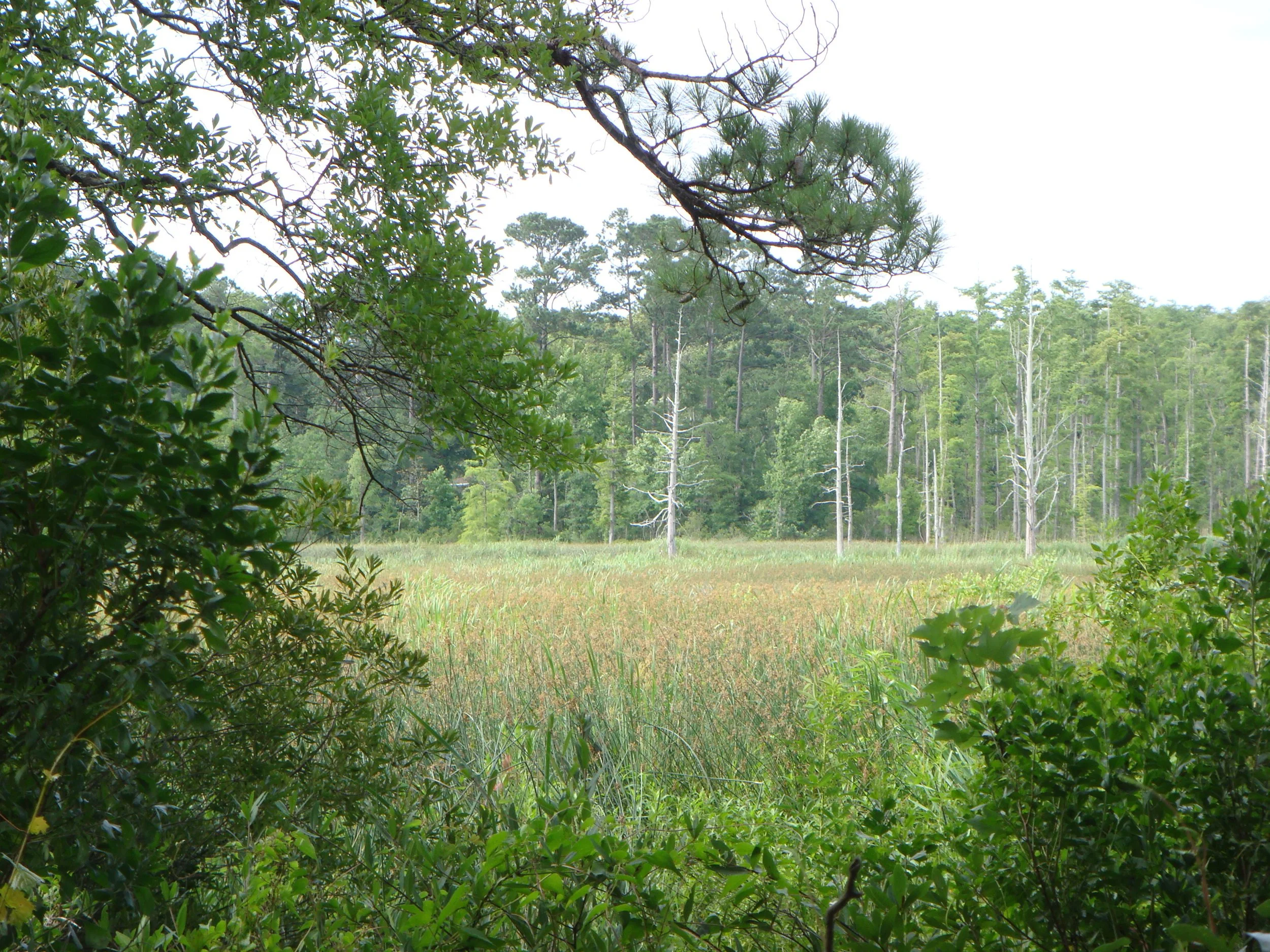 DSC09779-1.JPG