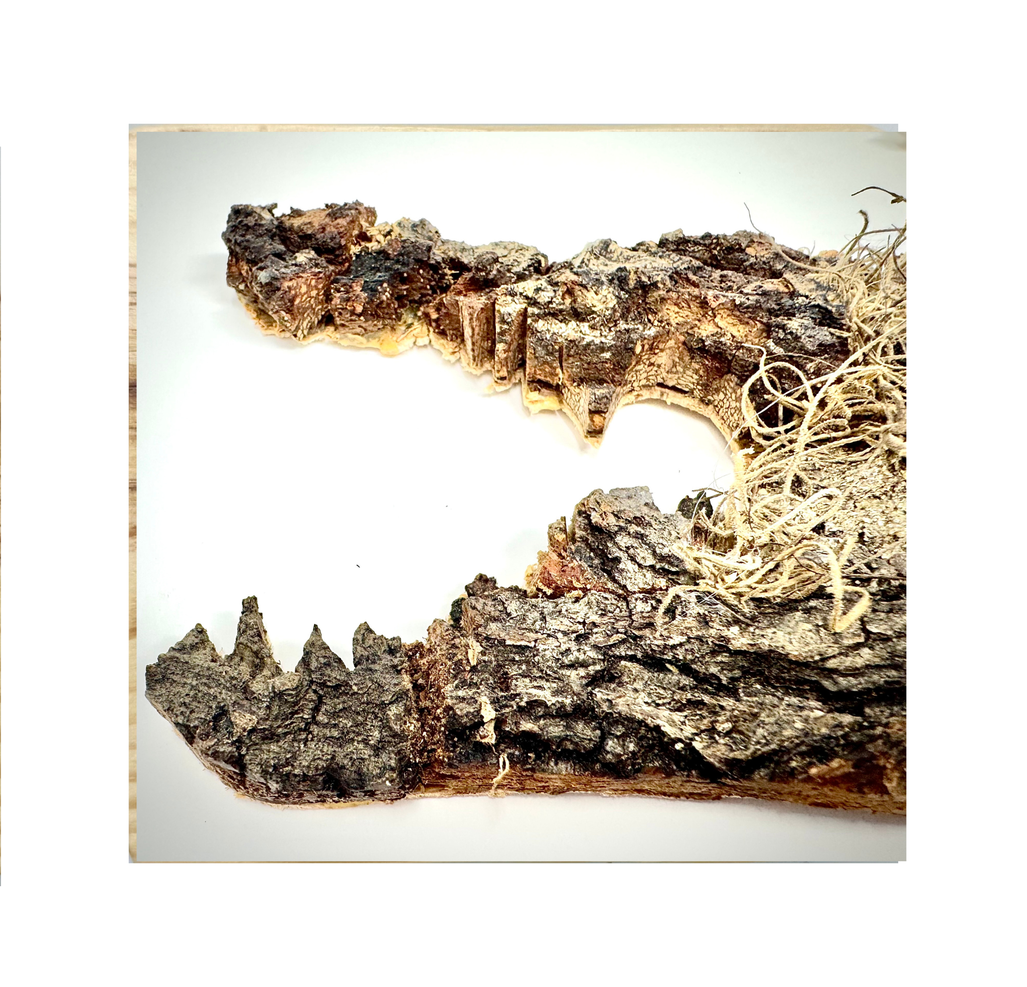 Gator (2).png