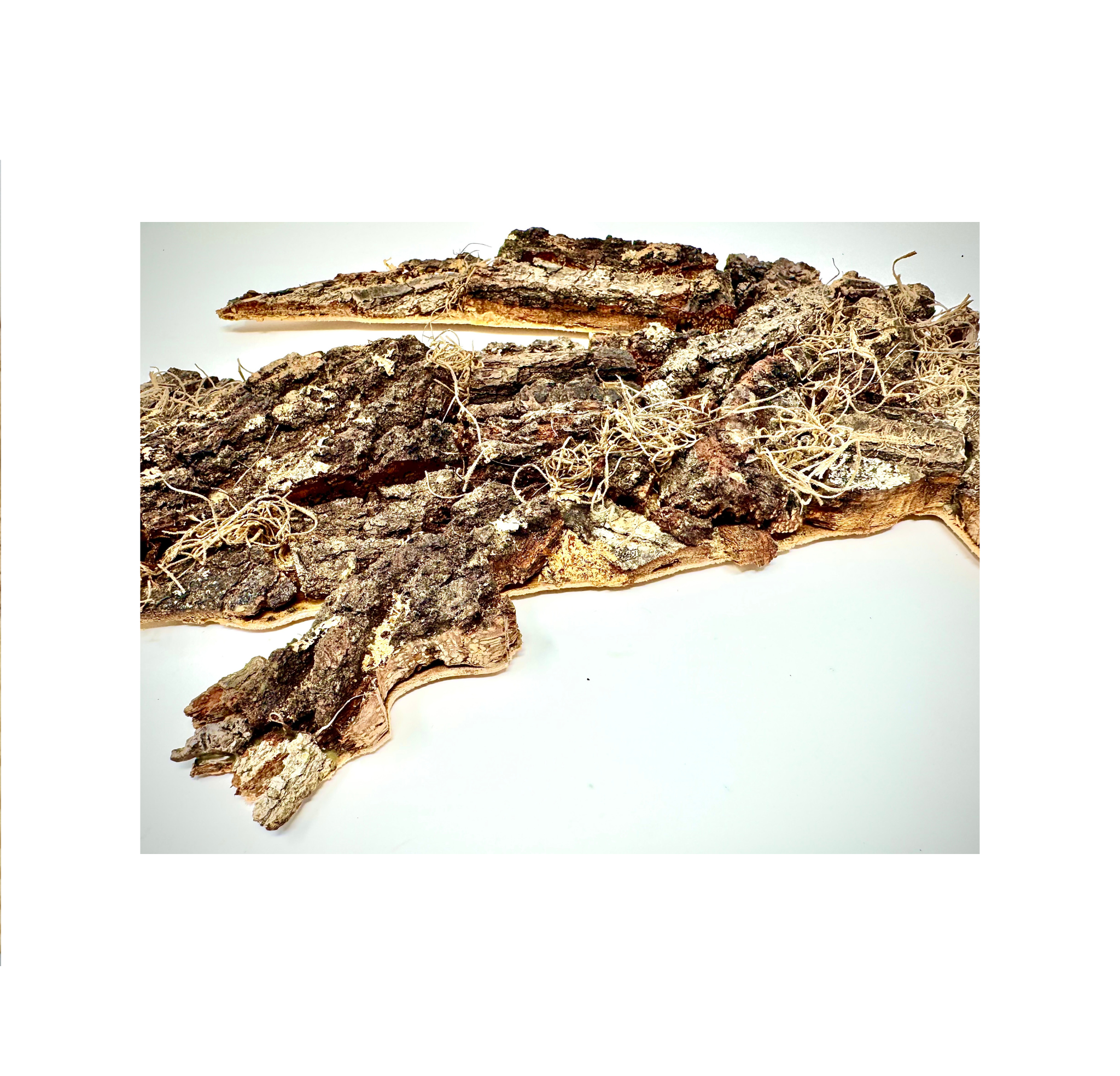 Gator (3).png
