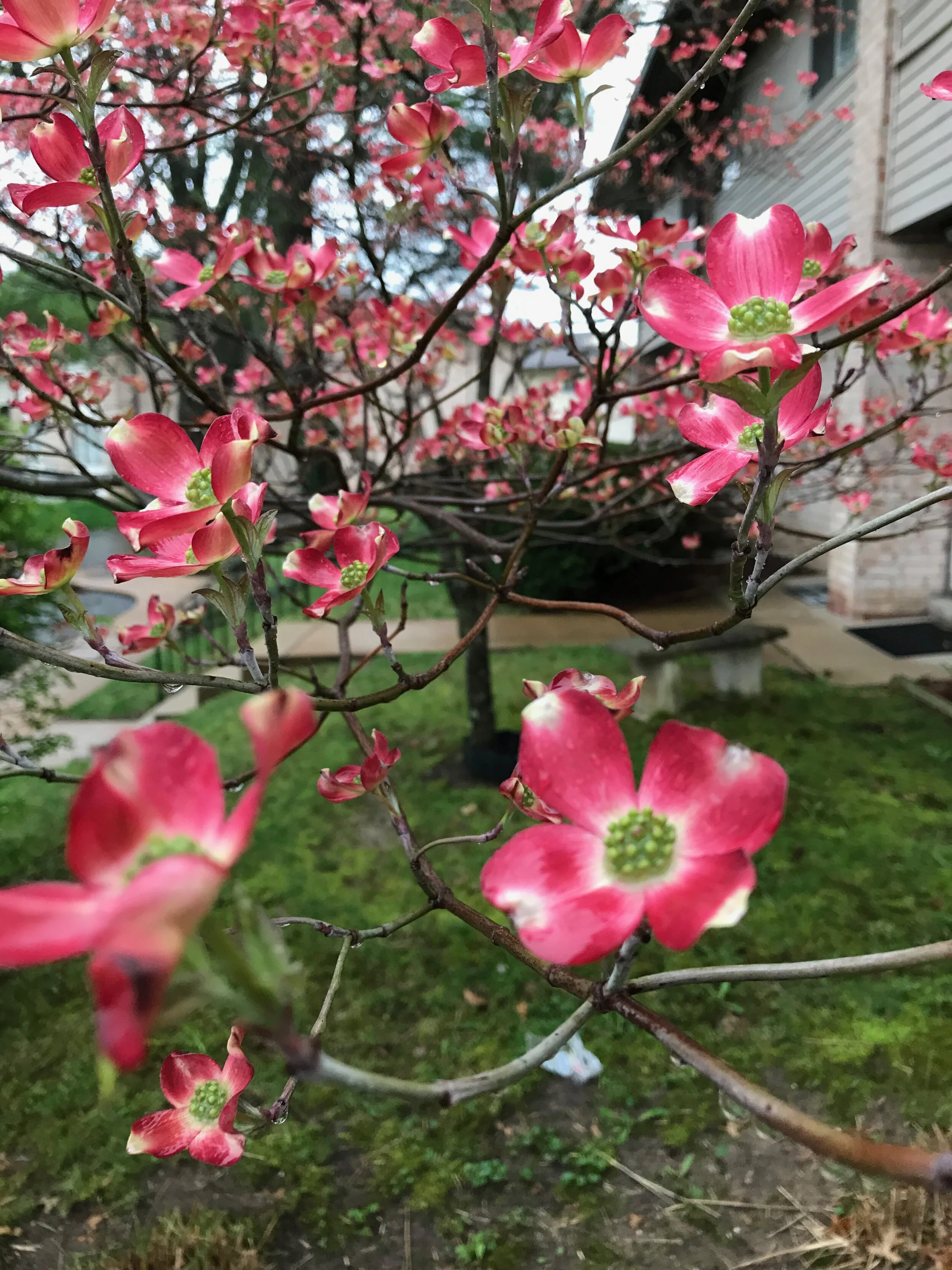 Dogwood Tree in Flower