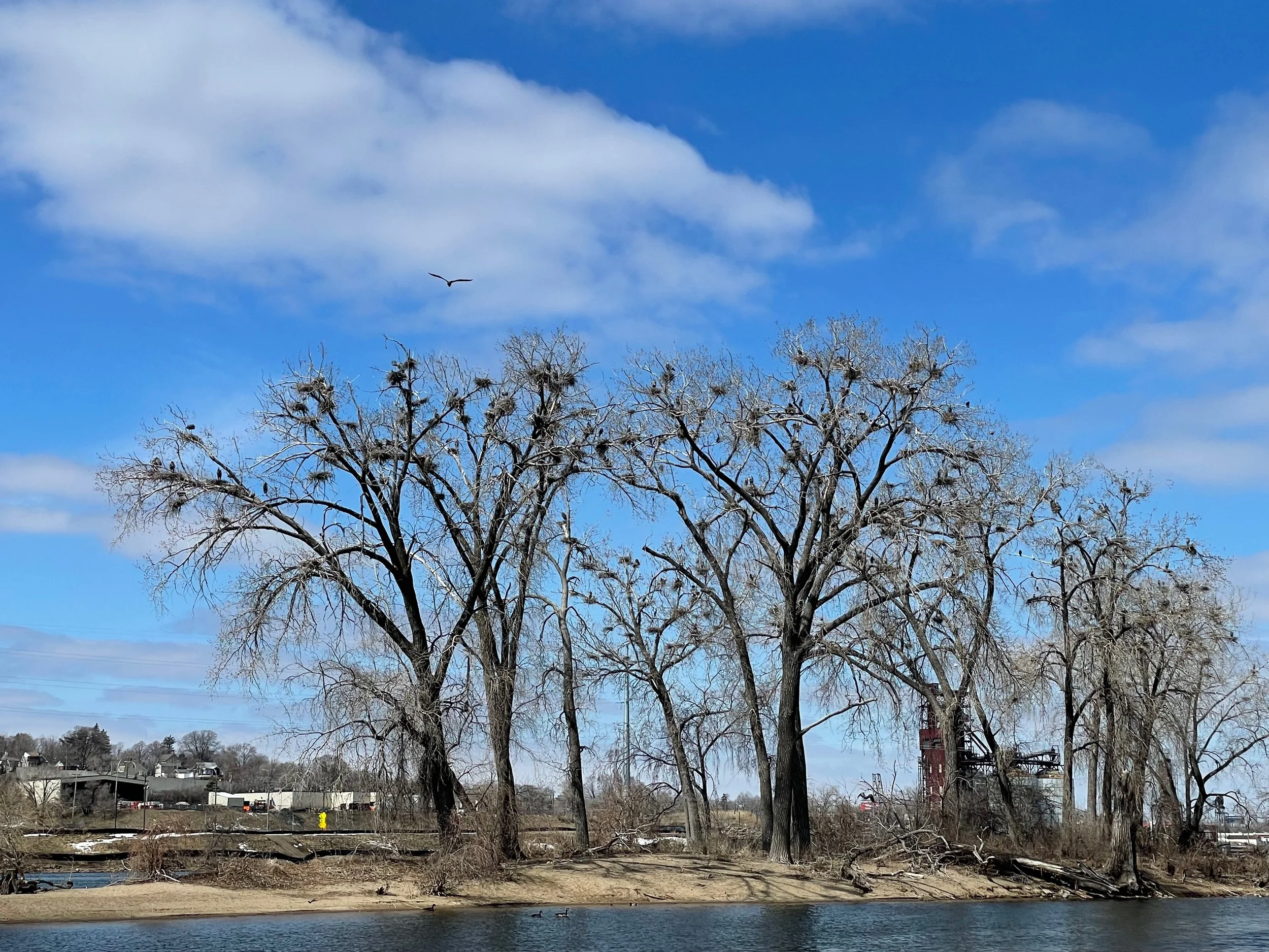 Great Blue Heron rookery on the Mississippi River