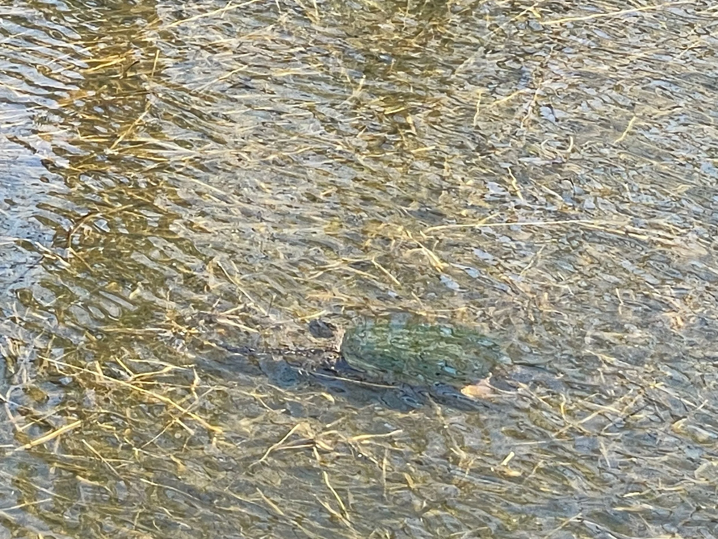 Turtles emerge on Minnehaha Creek 