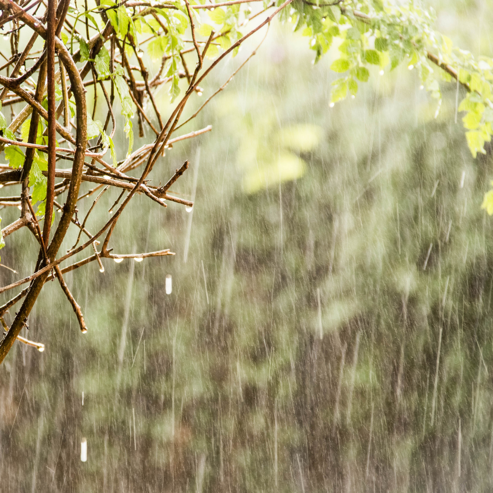 Monsoon Rains