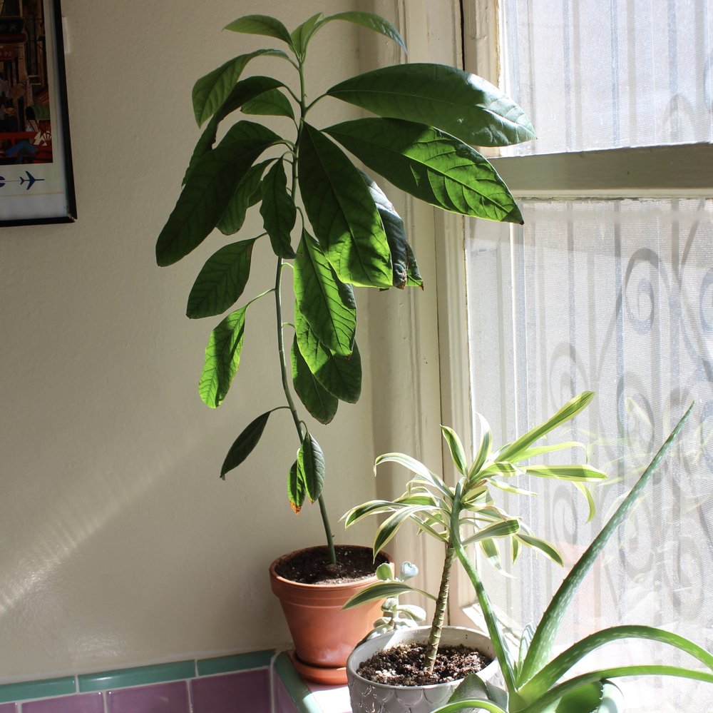 How To Grow An Avocado Tree From Seed With Photos Salt N Sprinkles