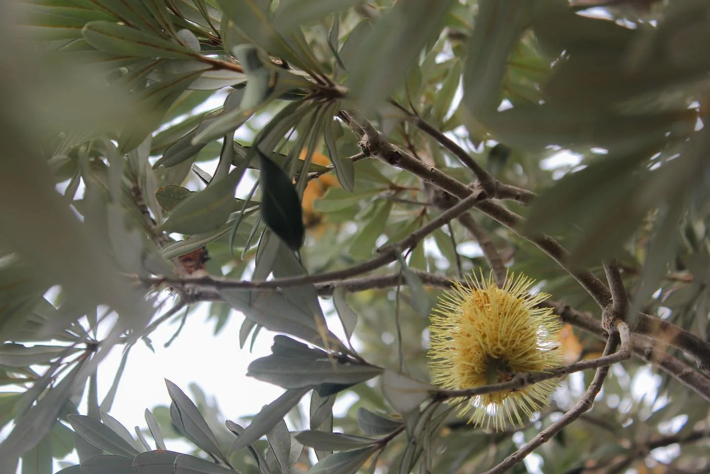 Friday Arvo ꖹ  ꕿ  ᕱ  ꇢ 

&bull;
&bull;
&bull;
&bull;
&bull;
&bull;
&bull;
#photography #lightroom #canon #canonphotography #canon60d #redbluff #beach #gumtree #gumnut #flowers #australiana 
#design #graphicdesign #graphicdesigner #cc #creative #creat