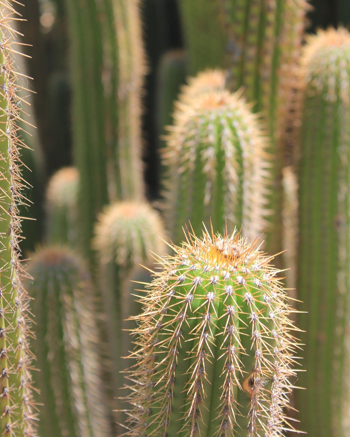 Throw back to 2018, exploring The Royal Botanic Garden for one of my last uni assignments 🌵  #cactus #cac #cacti #garden #royalbotanicgardensvic #vic #melb #royalbotanicgardens #uni #assignment #photography #design #graphicdesign #2020whataprick