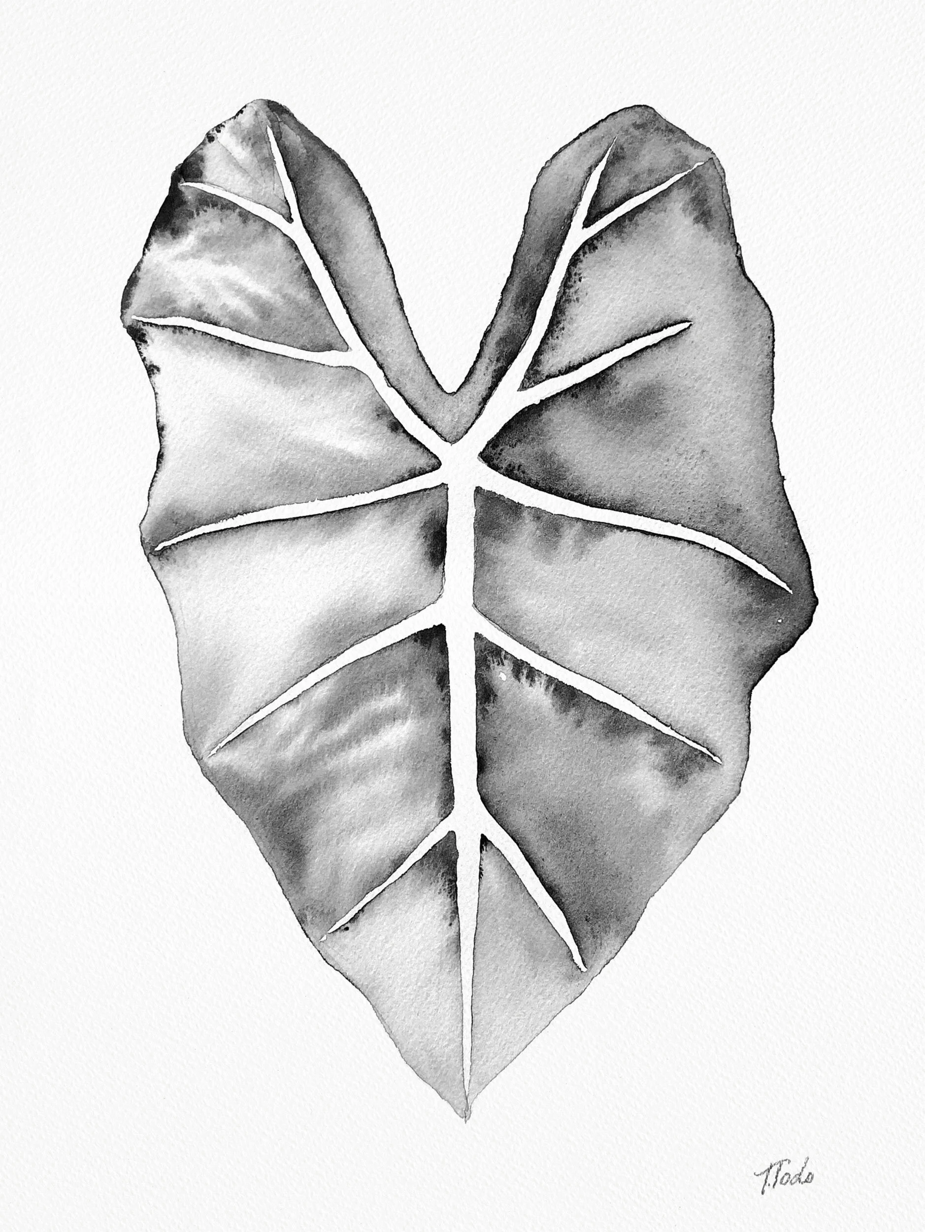 ALOCASIA - Black and White