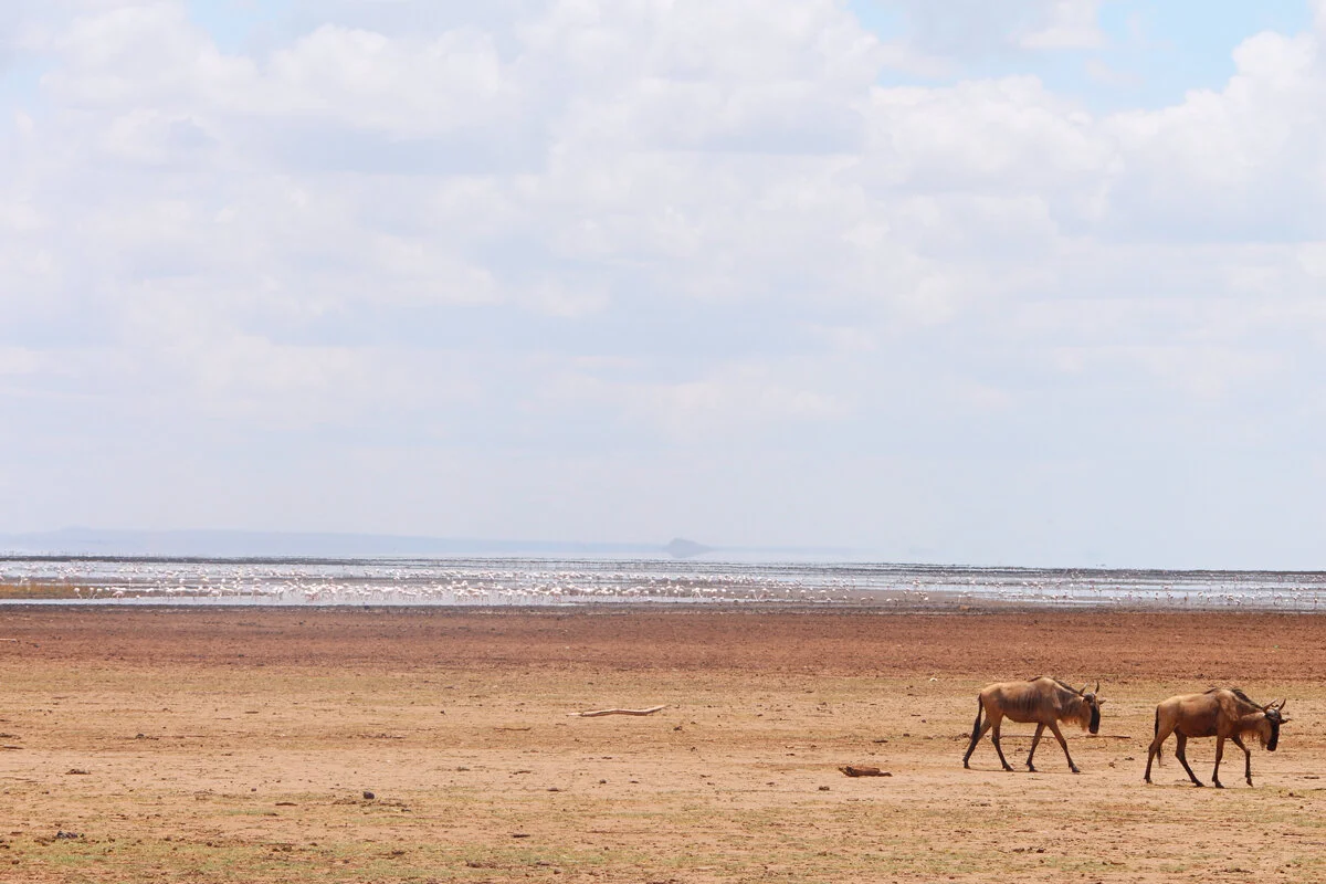 TWO WILDEBEEST, TANZANIA