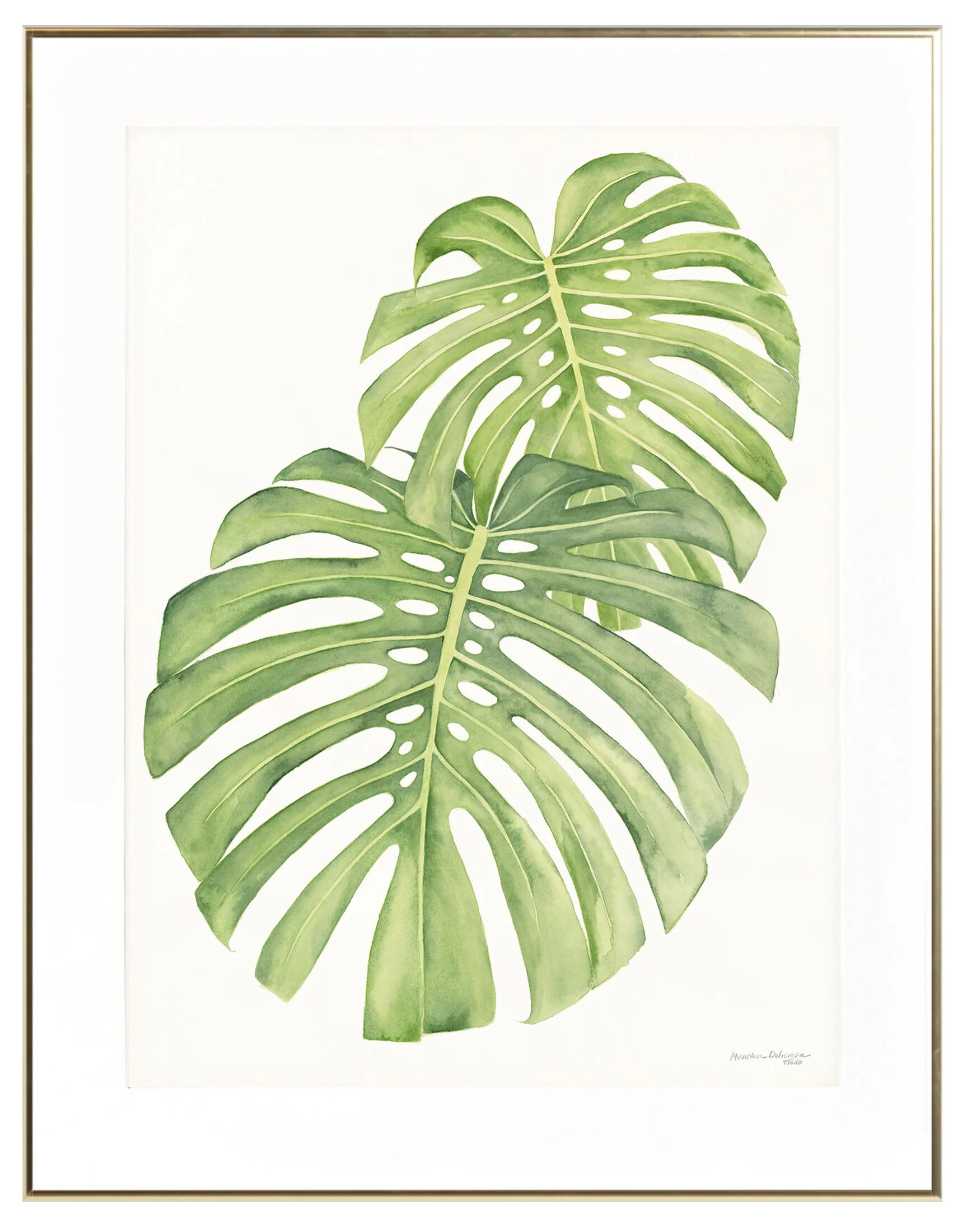Monstera Deliciosa, 22" x 30"