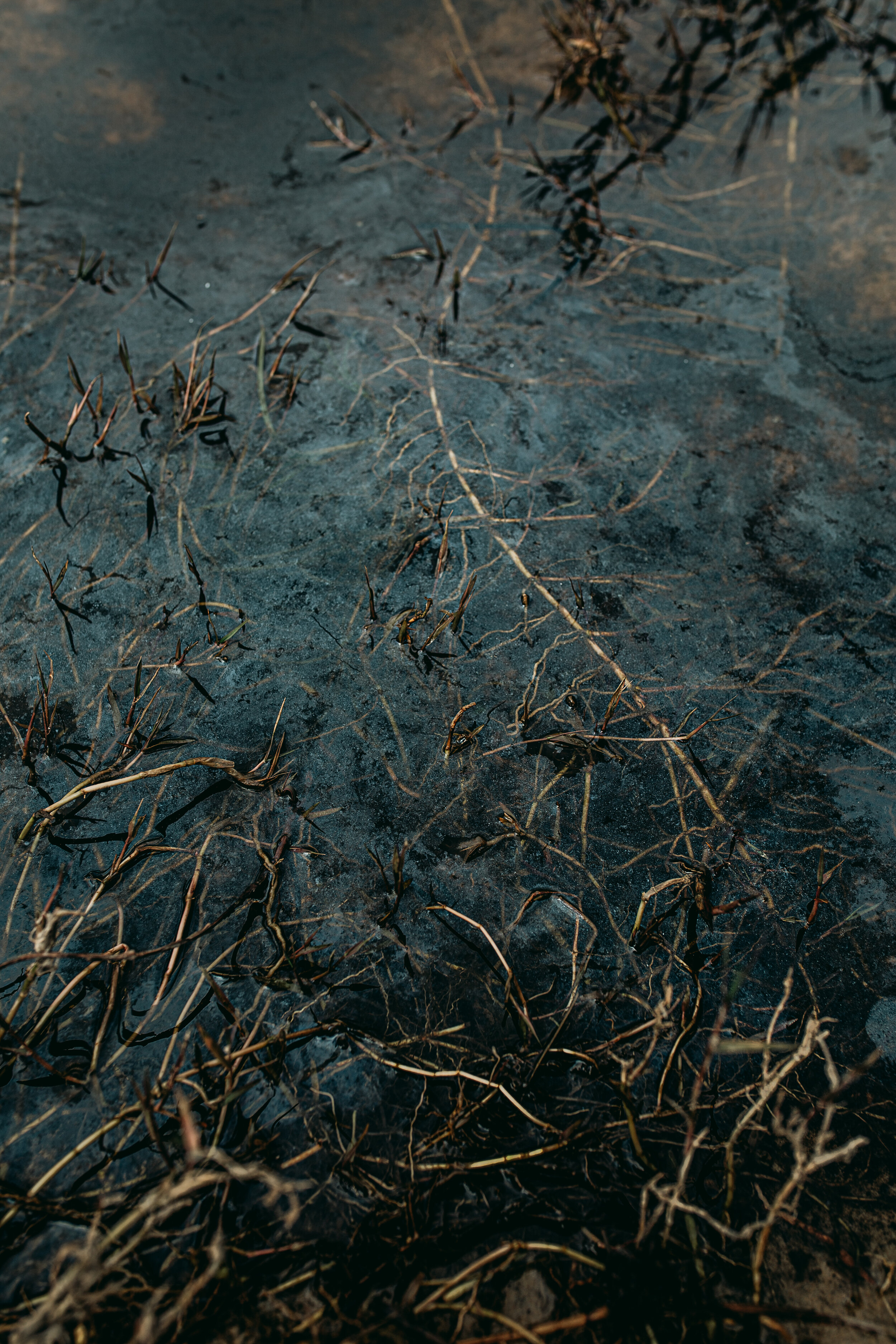 Swamp texture close up.jpg