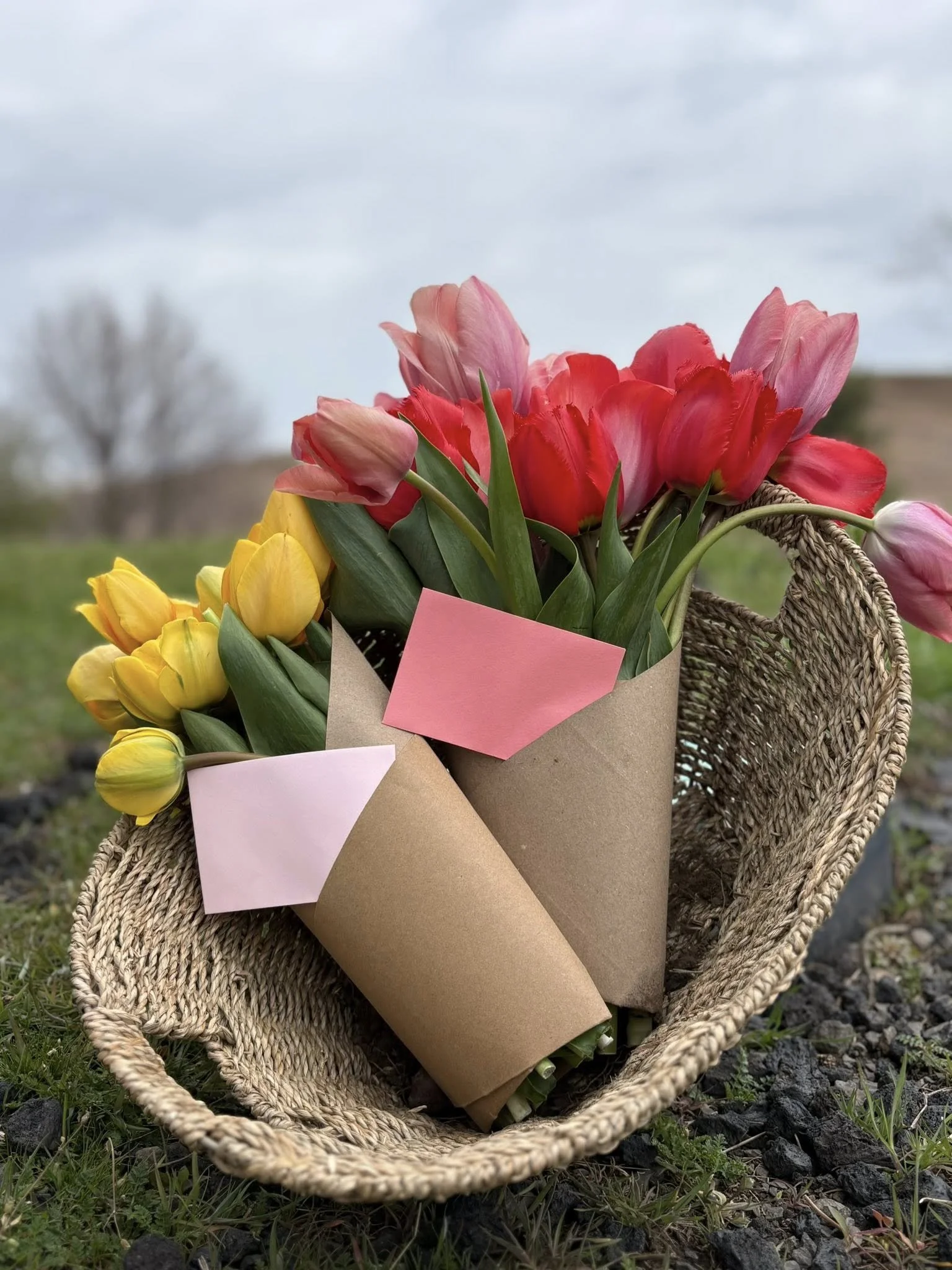 Spring 2026 Classic Dozen Tulip Bouquet