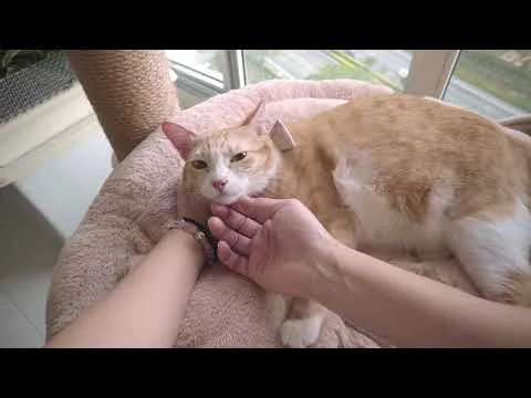 Unbreakable Cat Lady - Fiona Loh