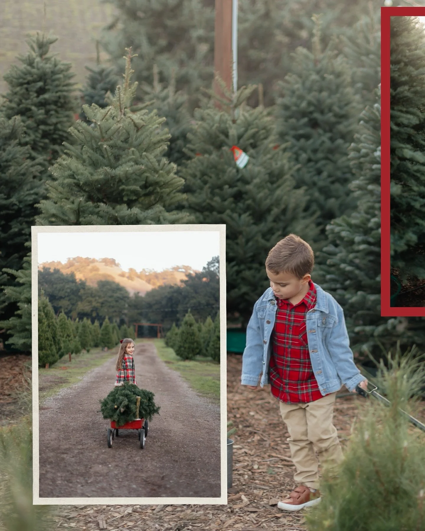 🎄 Christmas Mini Sessions at Alhambra Christmas Tree Farm! 🎄

Martinez, CA

Create magical holiday memories with quick, beautiful mini sessions among the Christmas trees!

⸻

✨ Standard Christmas Mini &ndash; $120 (10 minutes)

Includes:
	&bull;	Wa