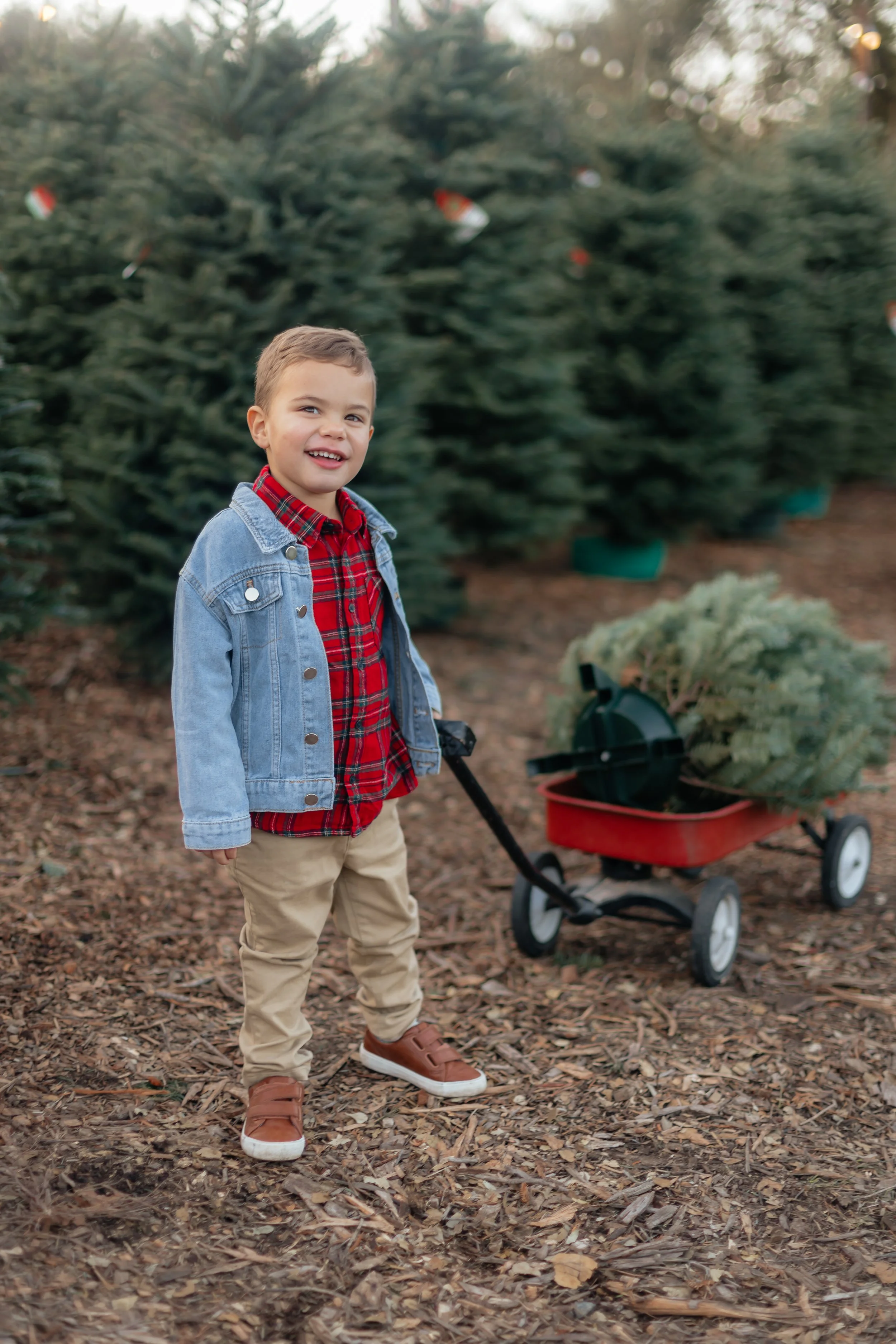 Alhambra Christmas Tree Farm Martinez-42.jpg