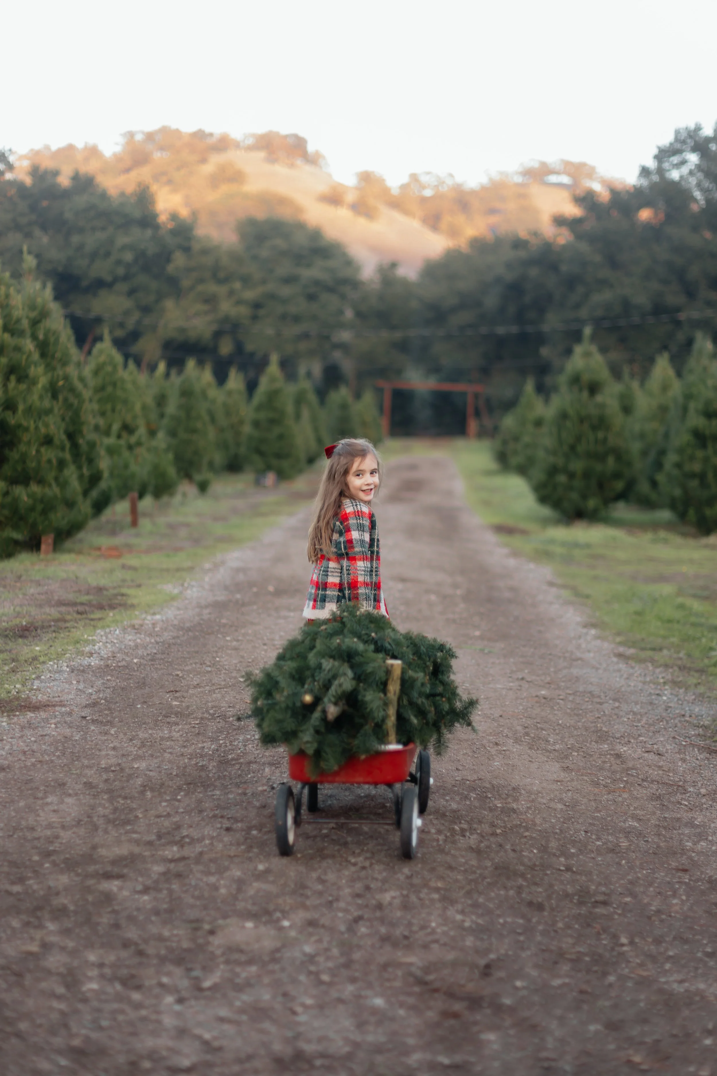 Alhambra Christmas Tree Farm Martinez-57.jpg