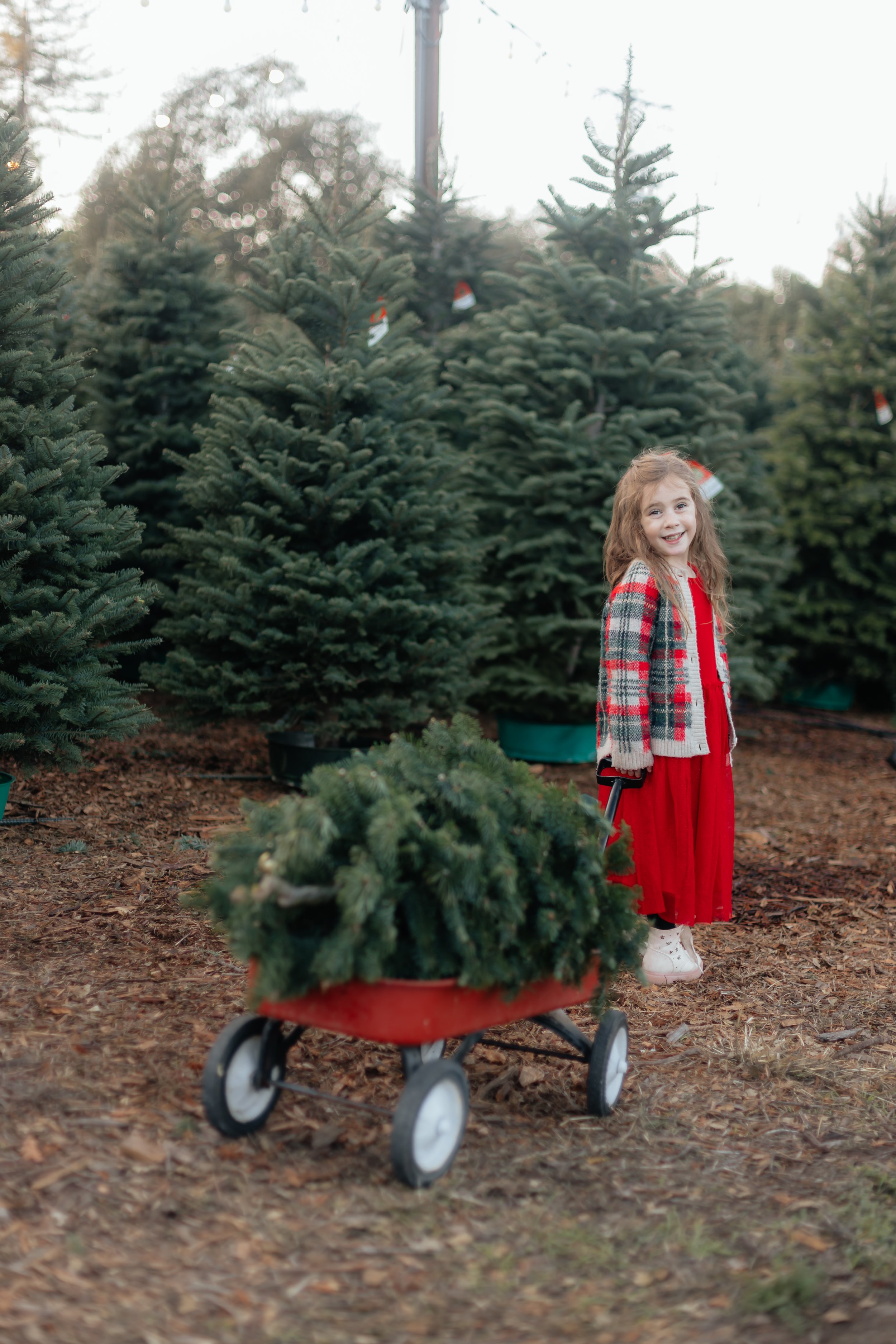 Alhambra Christmas Tree Farm Martinez-34.jpg