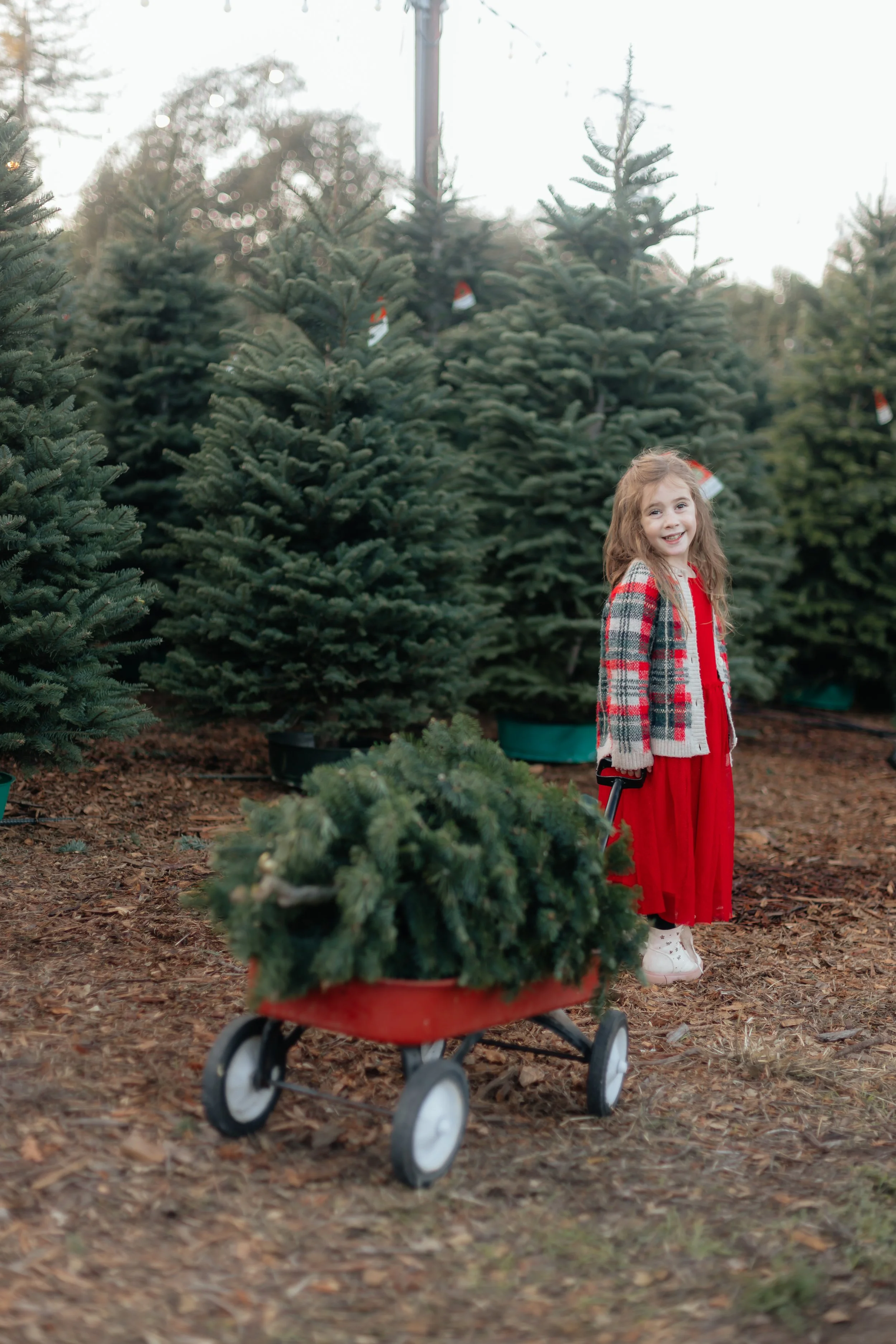The Alhambra christmas Tree Farm Photoshoot