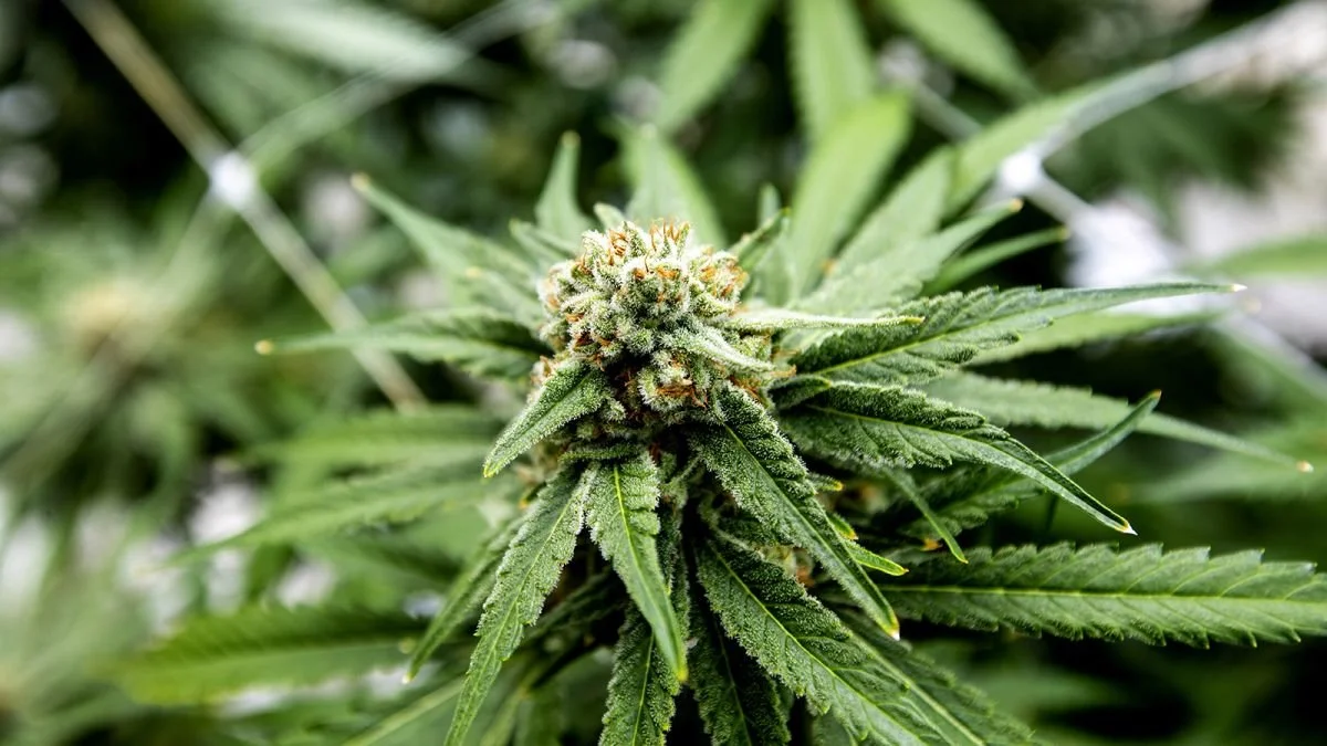 cannabispicture.jpg