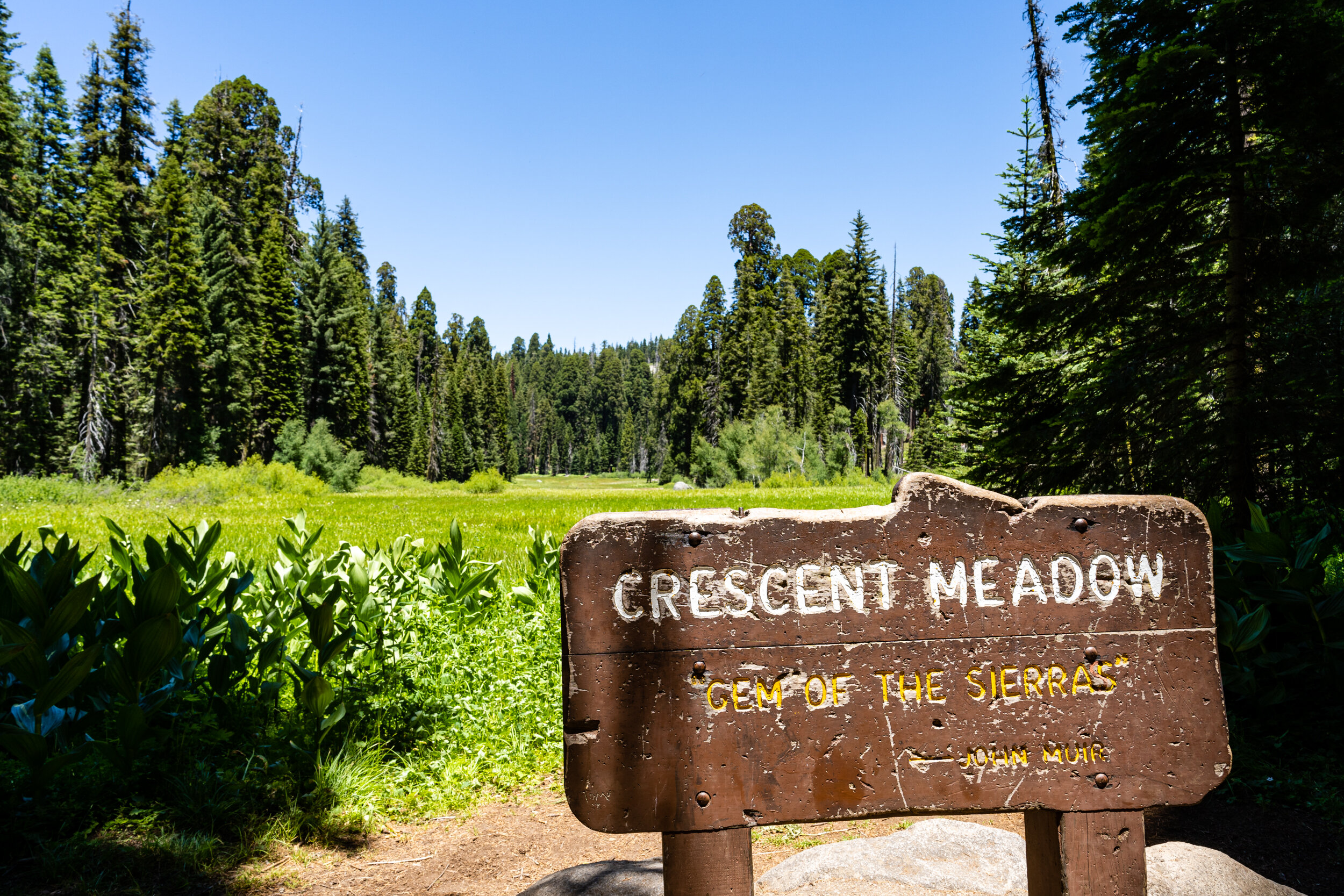 Sequoia 2020 (25 of 117).jpg