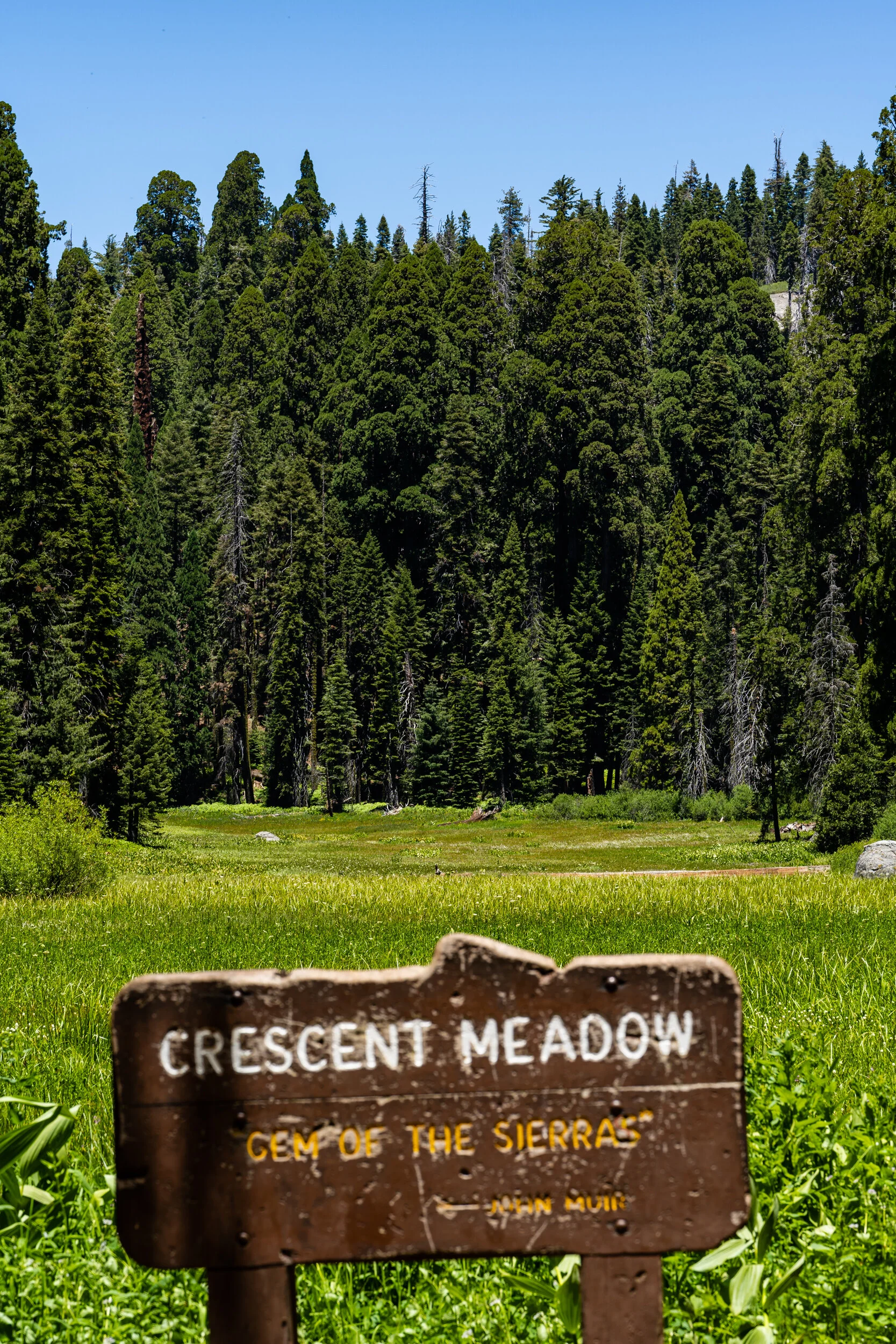 Sequoia 2020 (26 of 117).jpg
