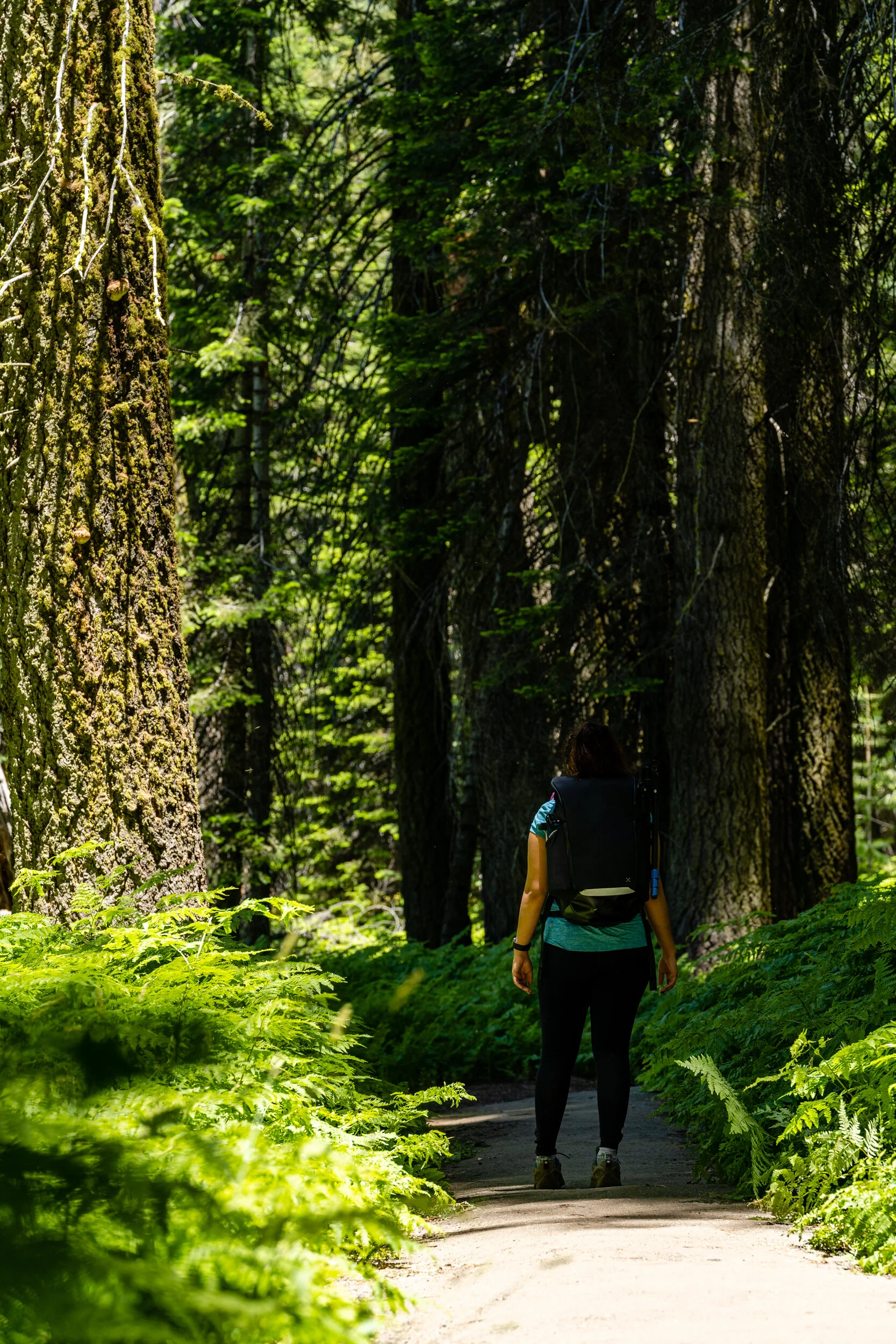 Sequoia 2020 (27 of 117).jpg