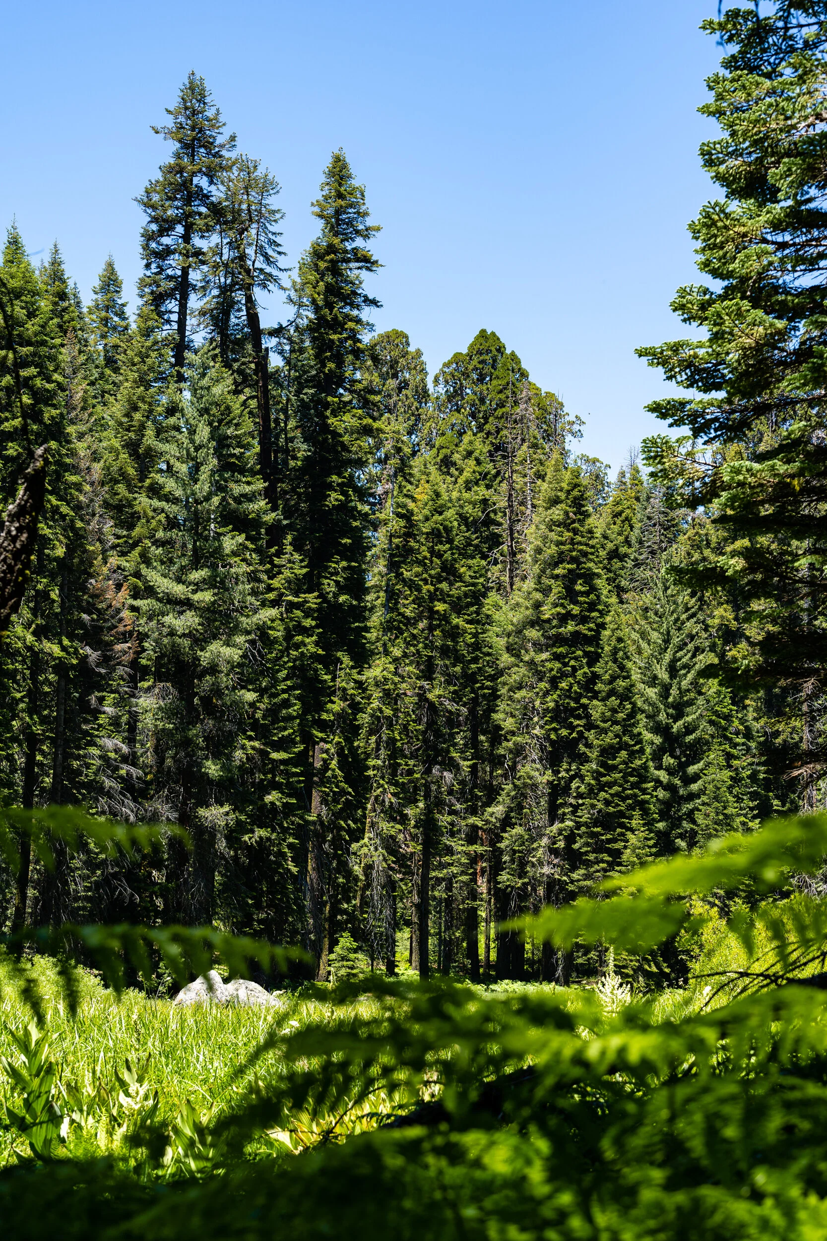 Sequoia 2020 (28 of 117).jpg